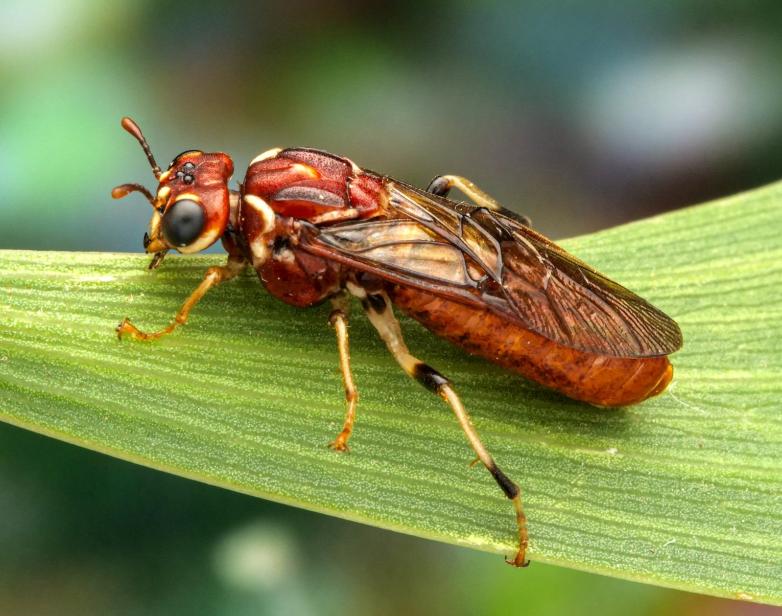 Pergagrapta latreillii - female