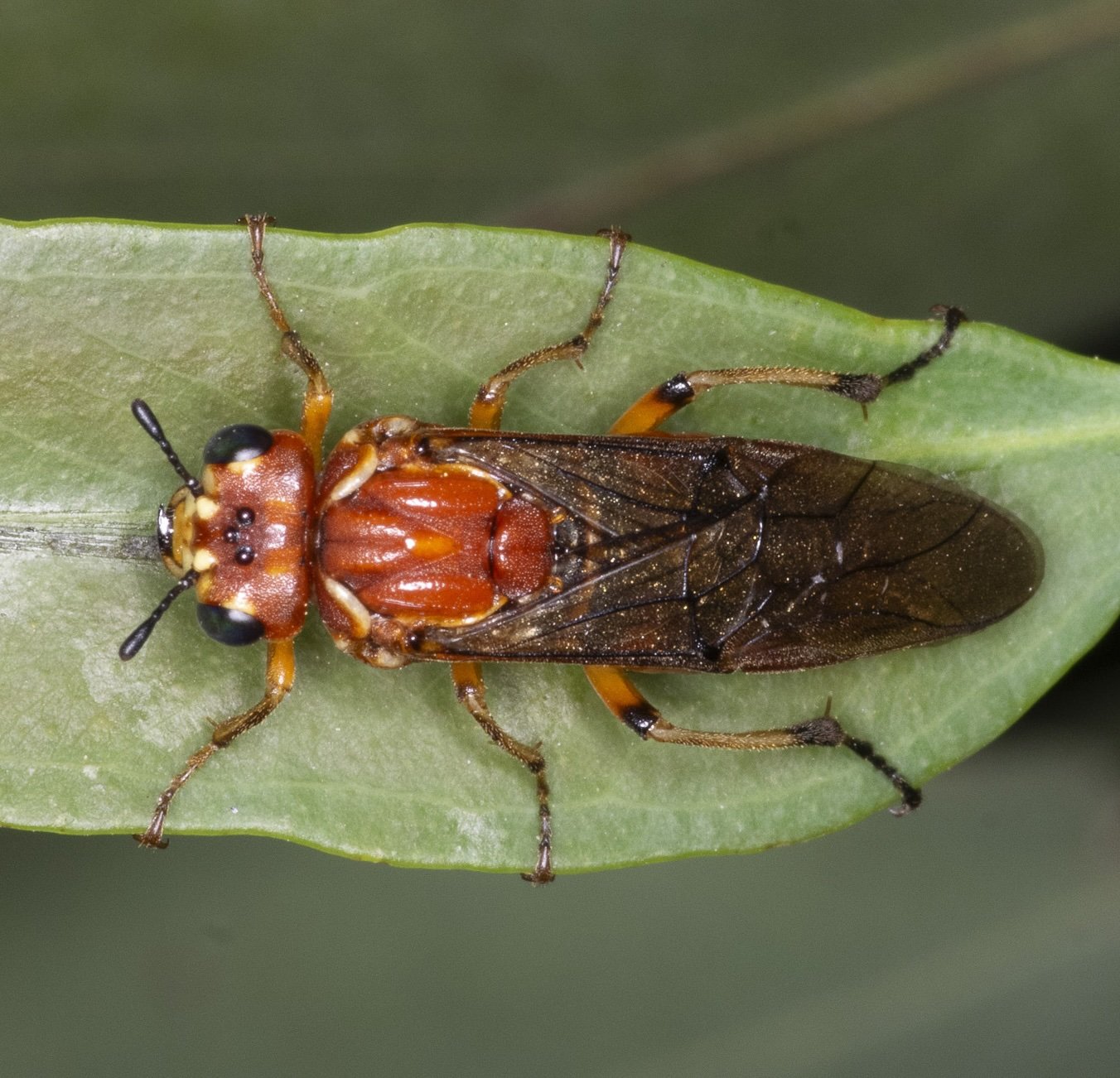 Pergagrapta latreillii - female