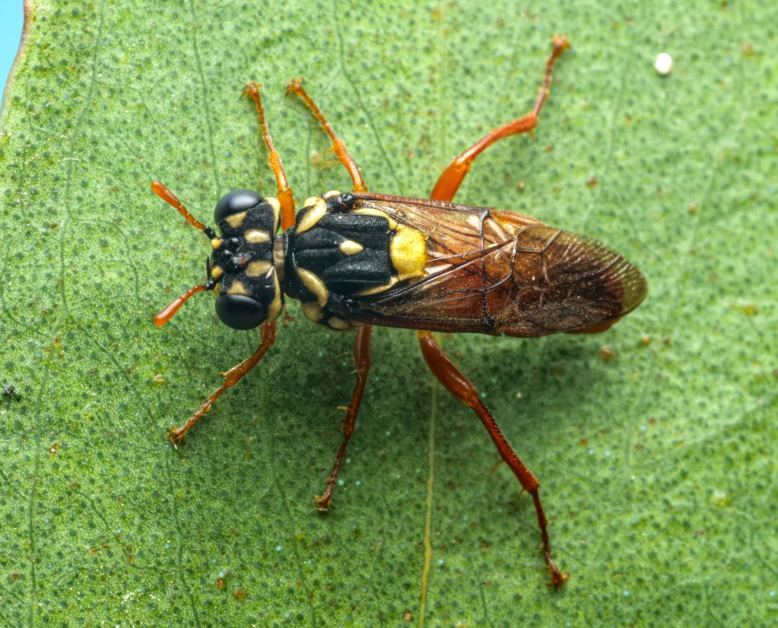 Pergagrapta latreillii - male