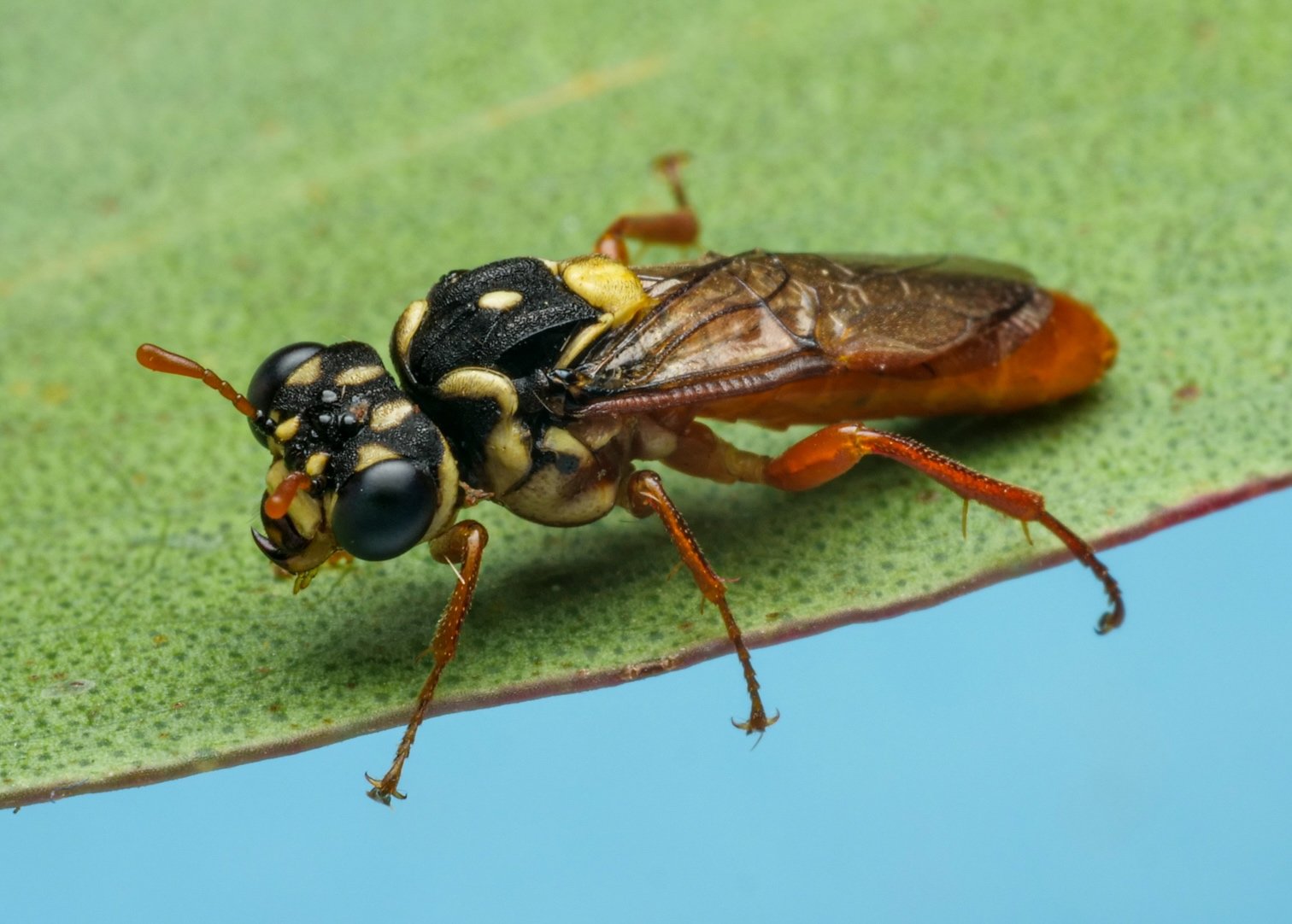 Pergagrapta latreillii - male
