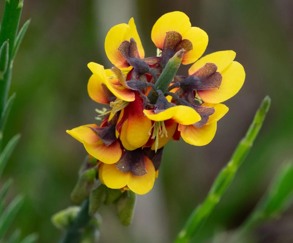 Sphaerolobium medium (FABACEAE)