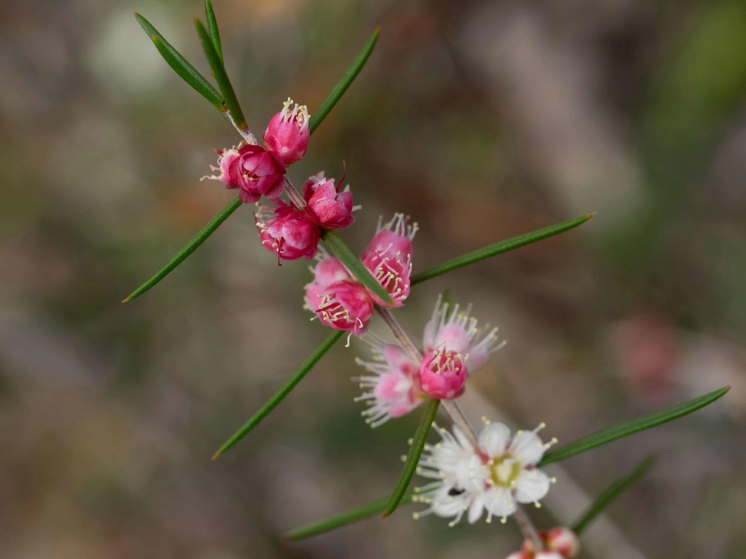 Hypocalymma angustifolium (White Myrtle)