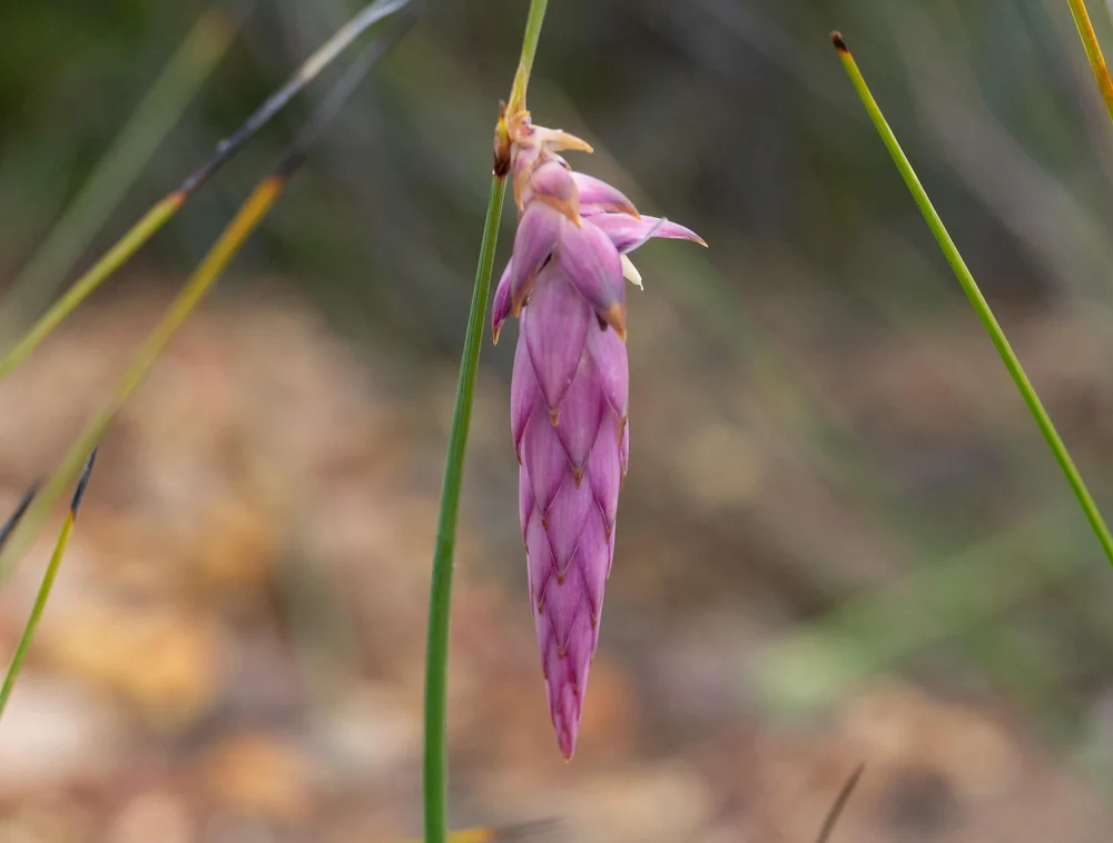 Johnsonia teretifolia (ASPHODELACEAE)