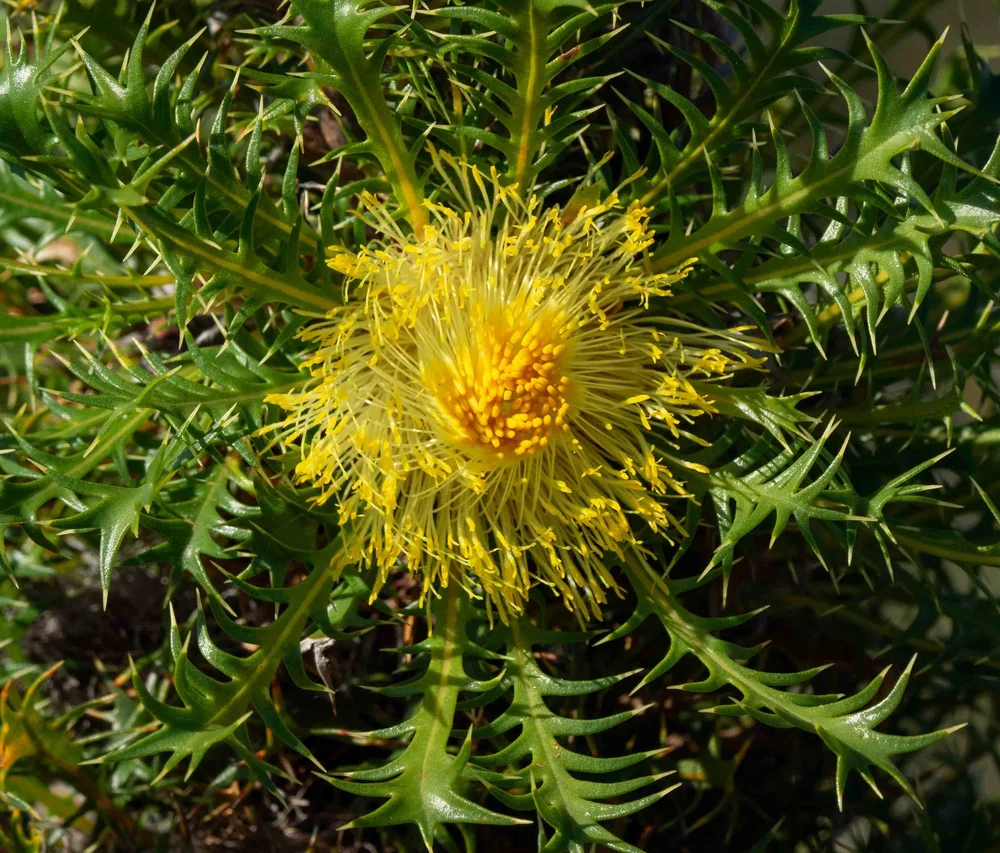 Banksia falcata (Prickly Dryandra)