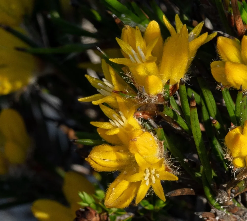 Conostylis vaginata (HAEMODORACEAE)