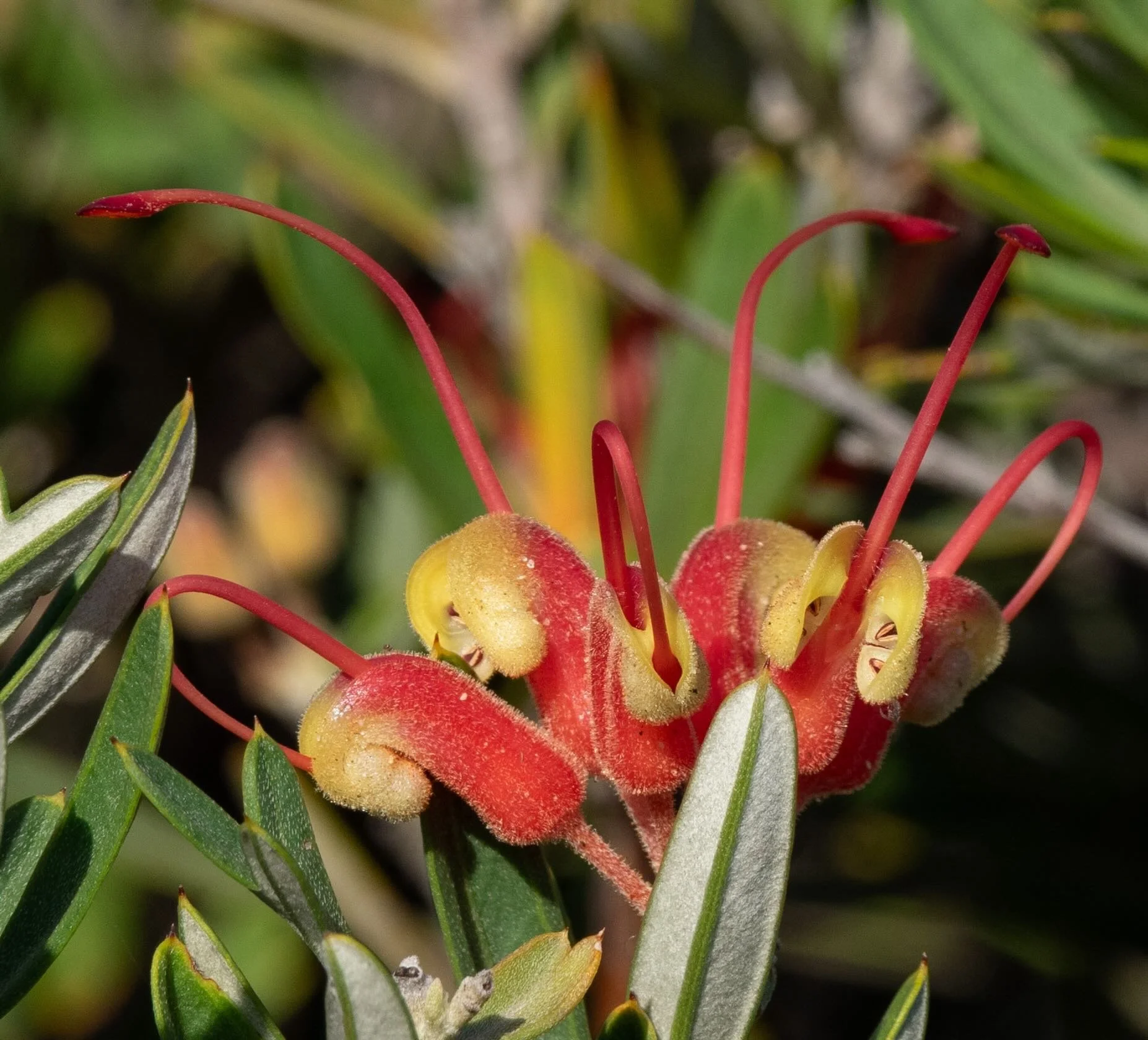 Grevillea tripartida