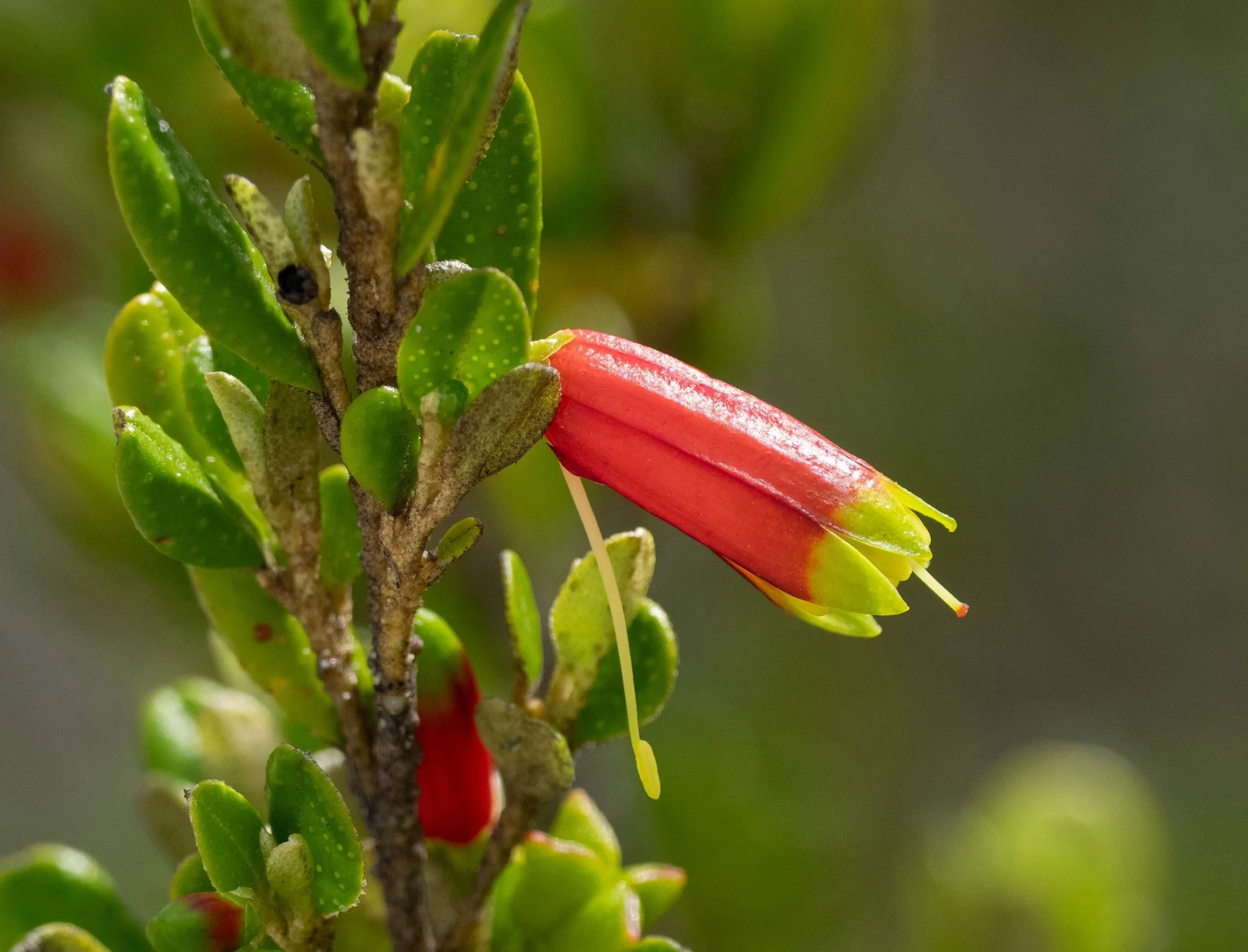 Nematolepis phebalioides (RUTACEAE)