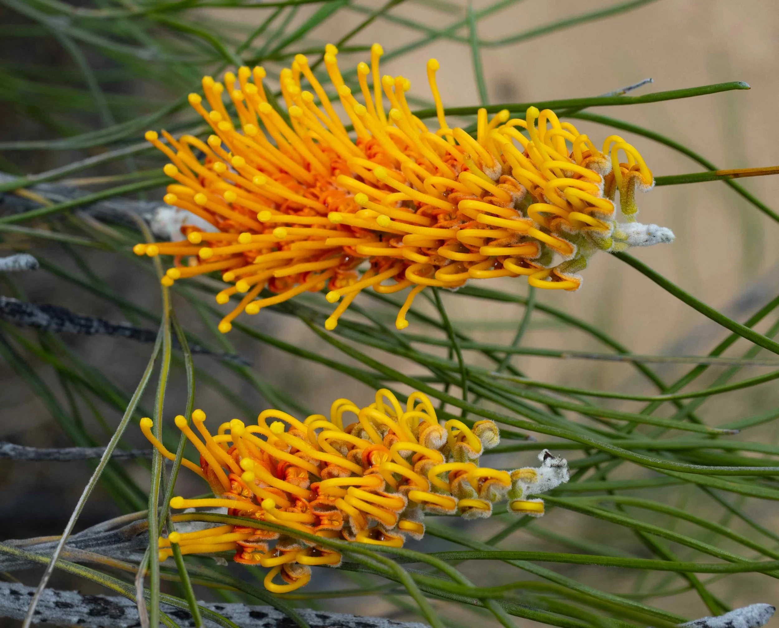 Grevillea excelsior (Flame Grevillea)