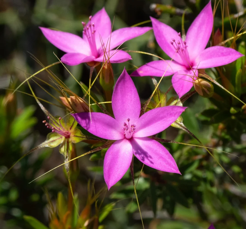 Calytrix decandra (Pink Starflower)