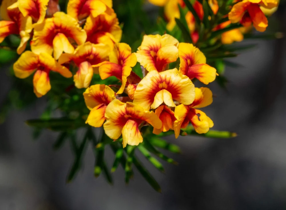 Dillwynia pungens (FABACEAE)