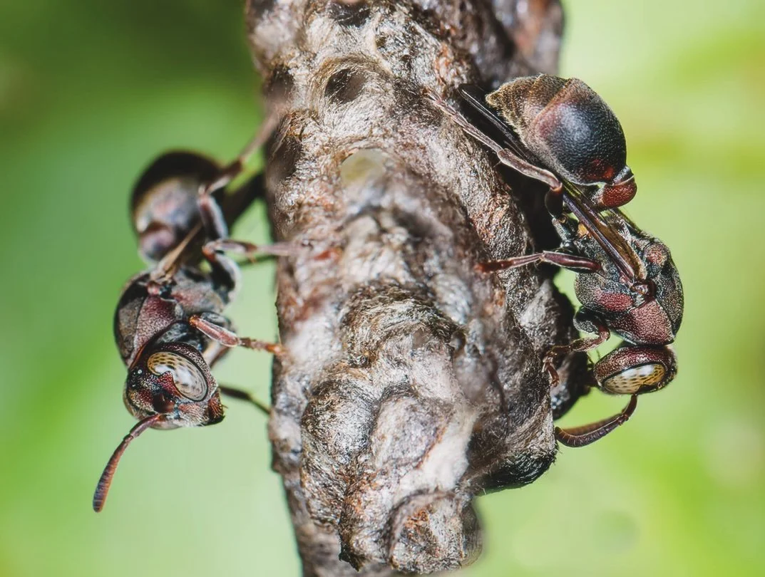 Ropalidia revolutionalis