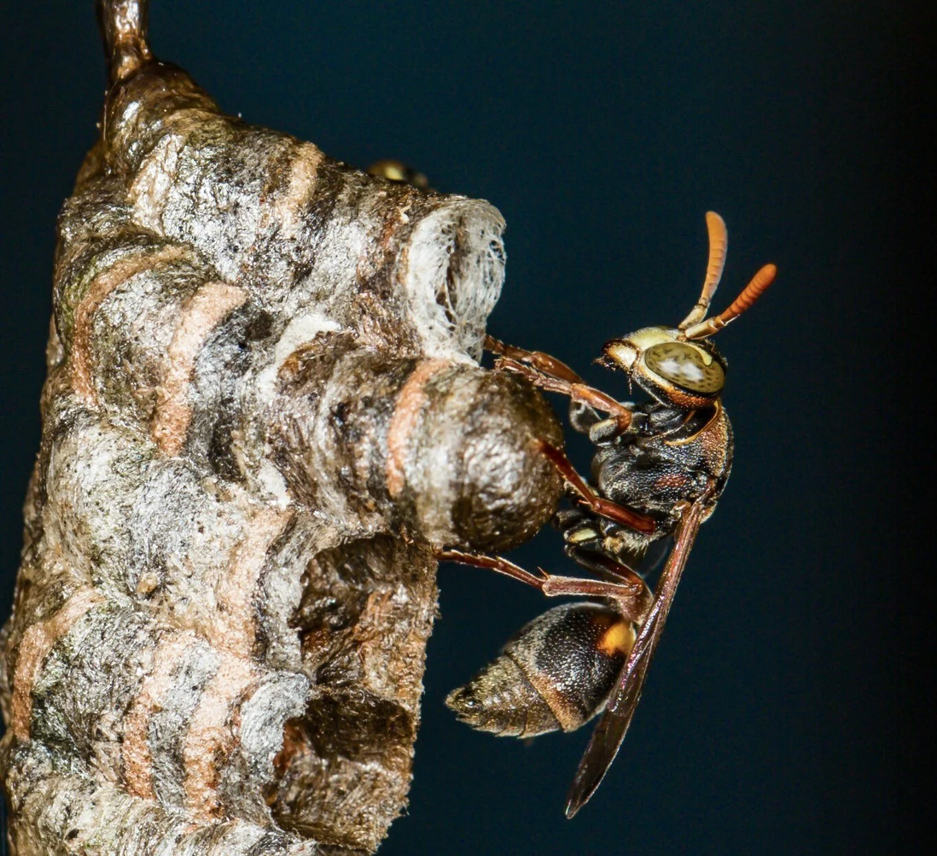 Ropalidia revolutionalis