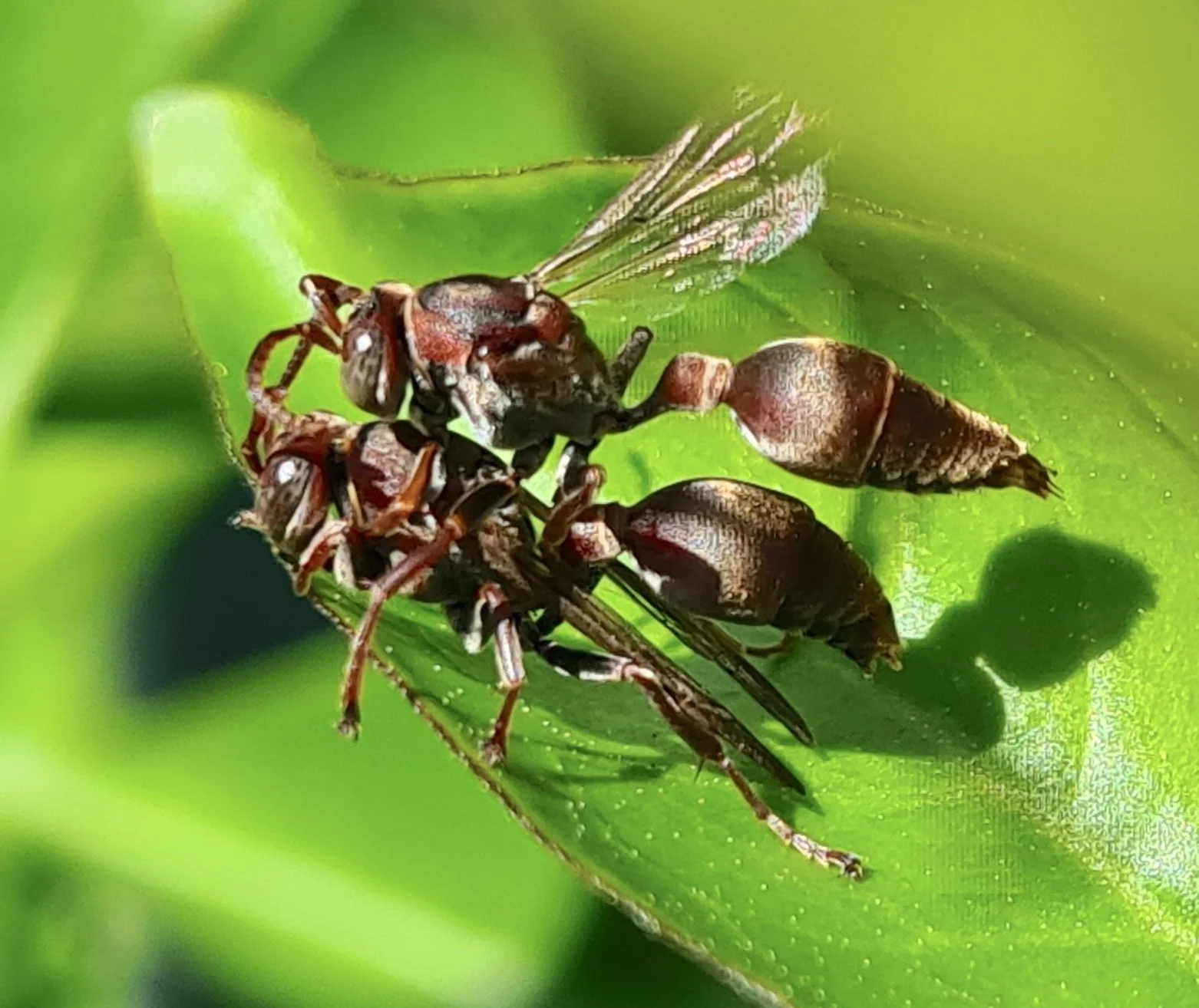 Ropalidia plebeiana