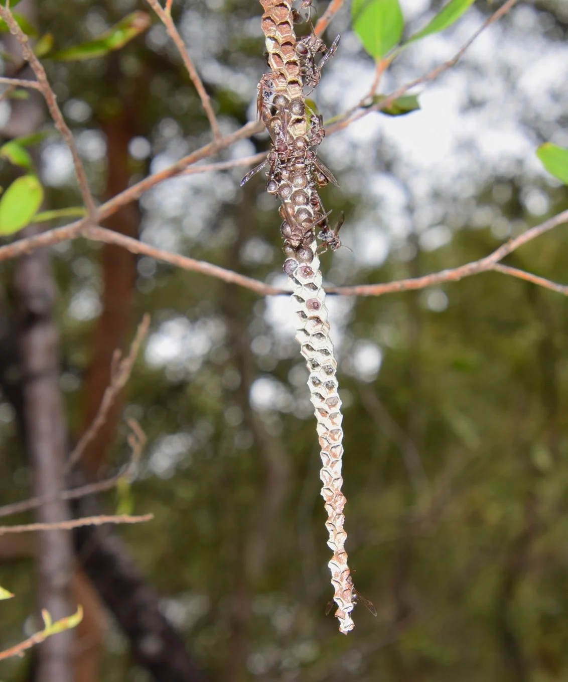 Ropalidia gracilenta