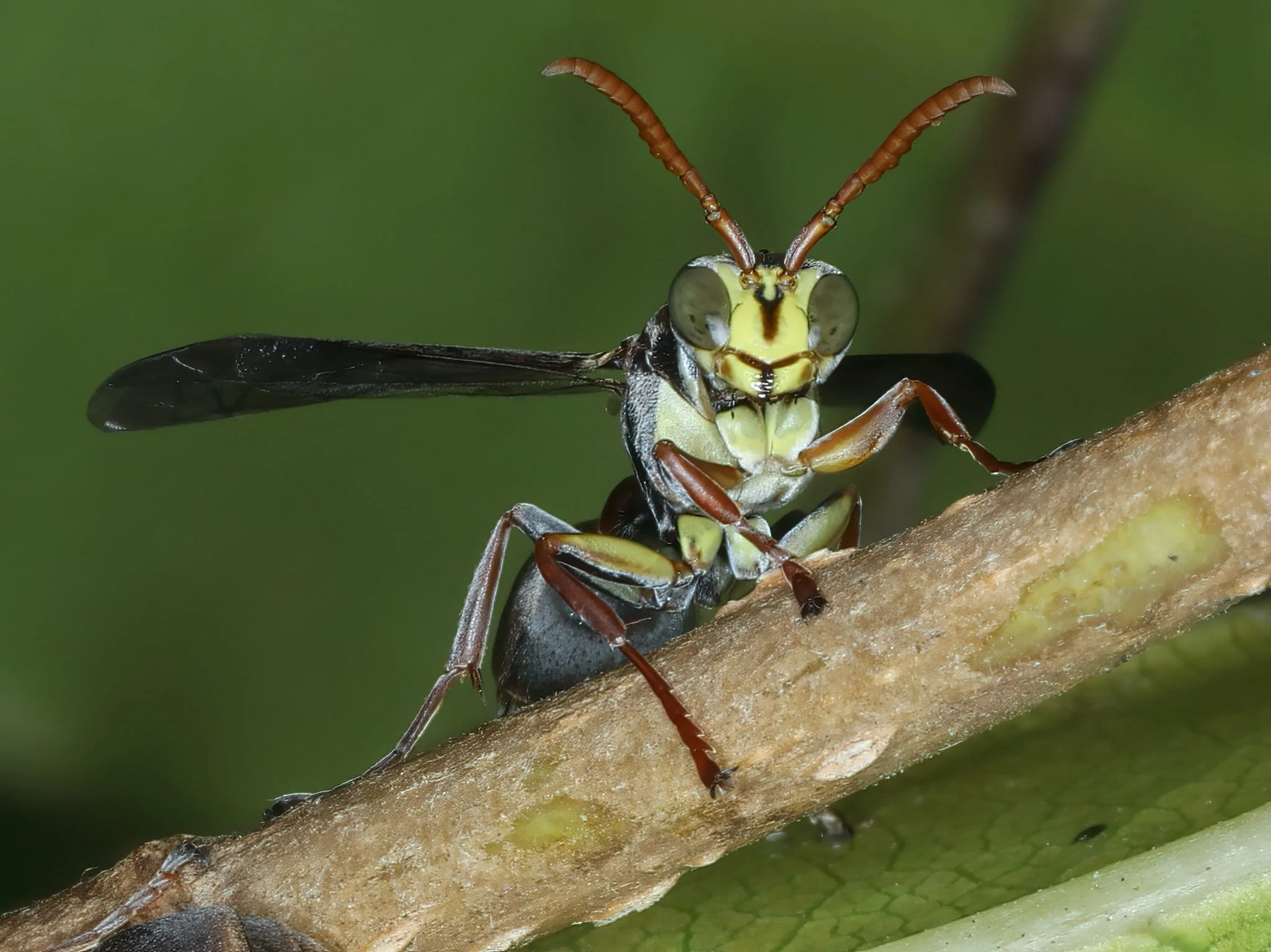 Ropalidia plebeiana