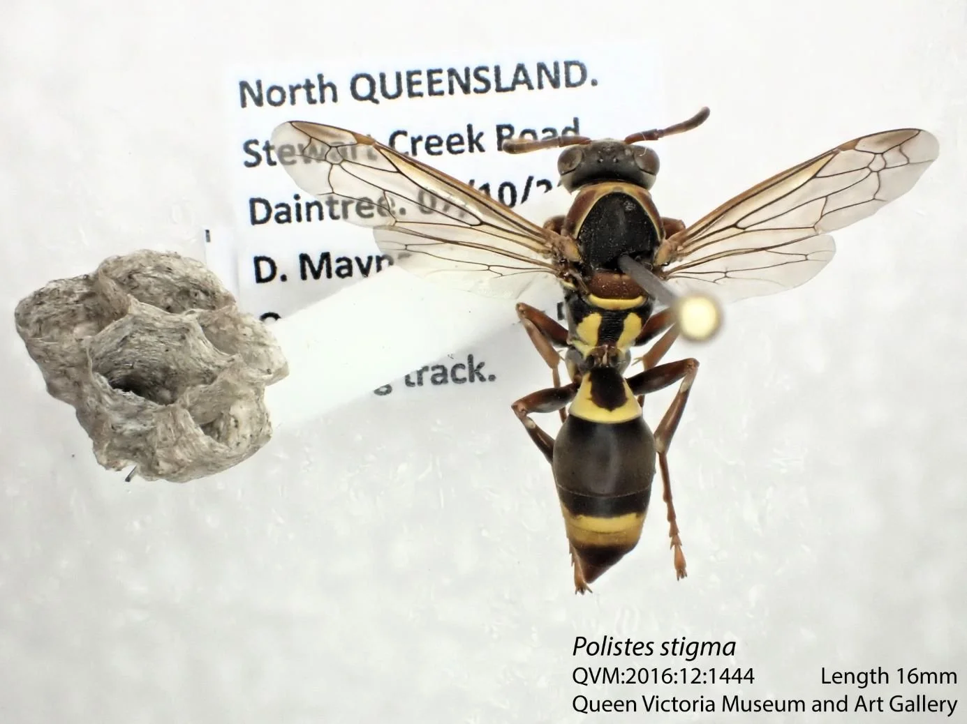 Polistes stigma (QV Museum via Ozcam)