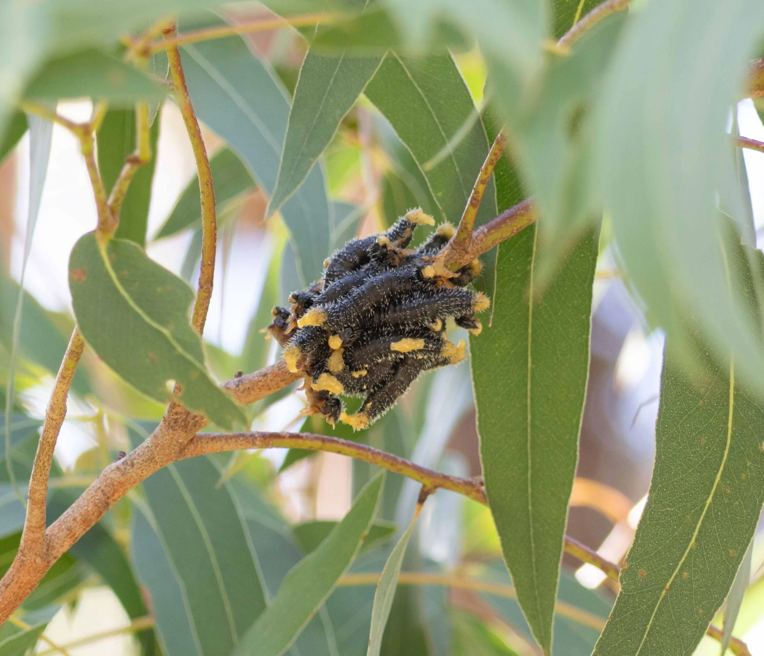 Perginae larva hub