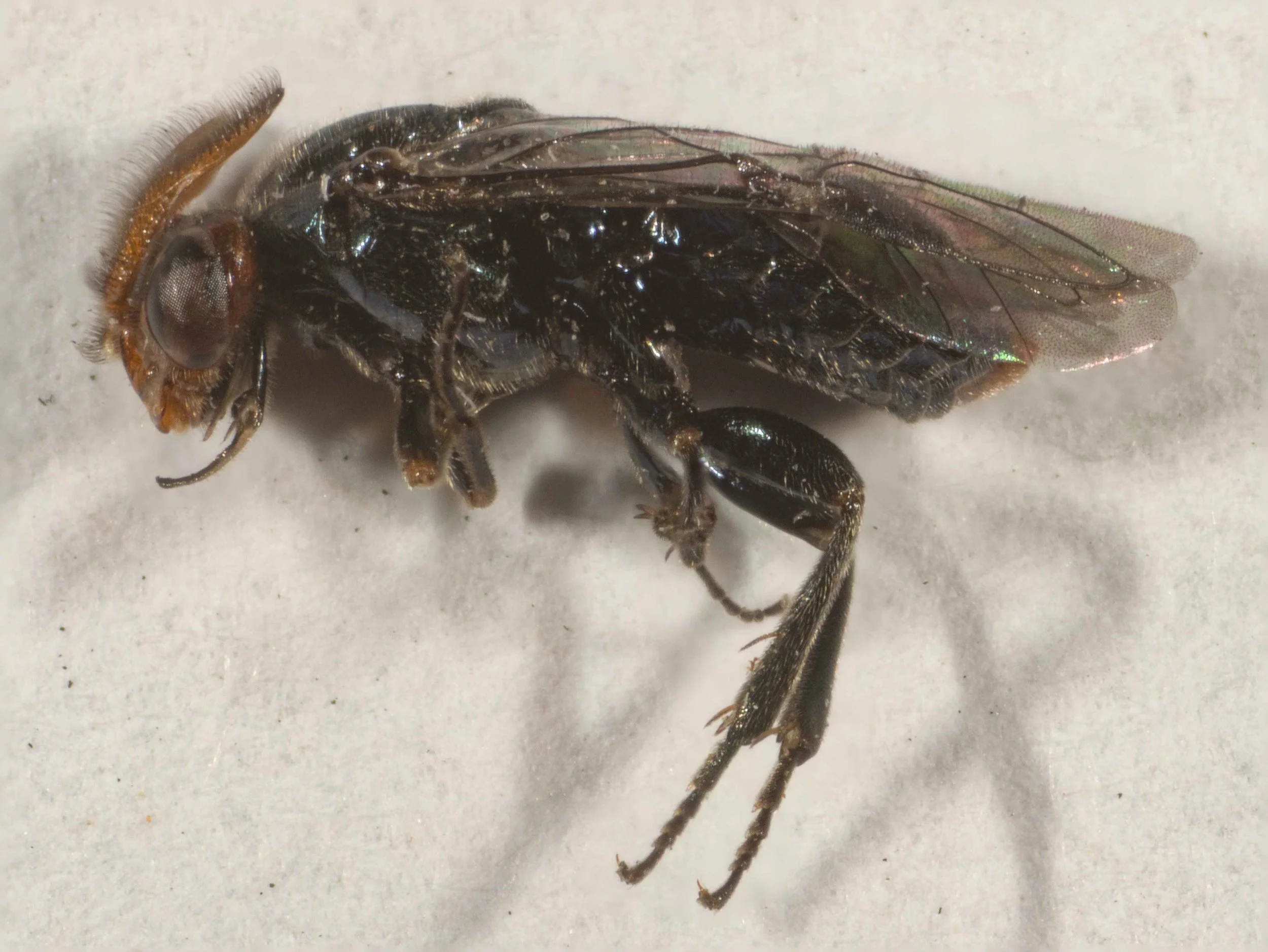 Trichorhachus sp. (Argidae: Sterictiphorinae)