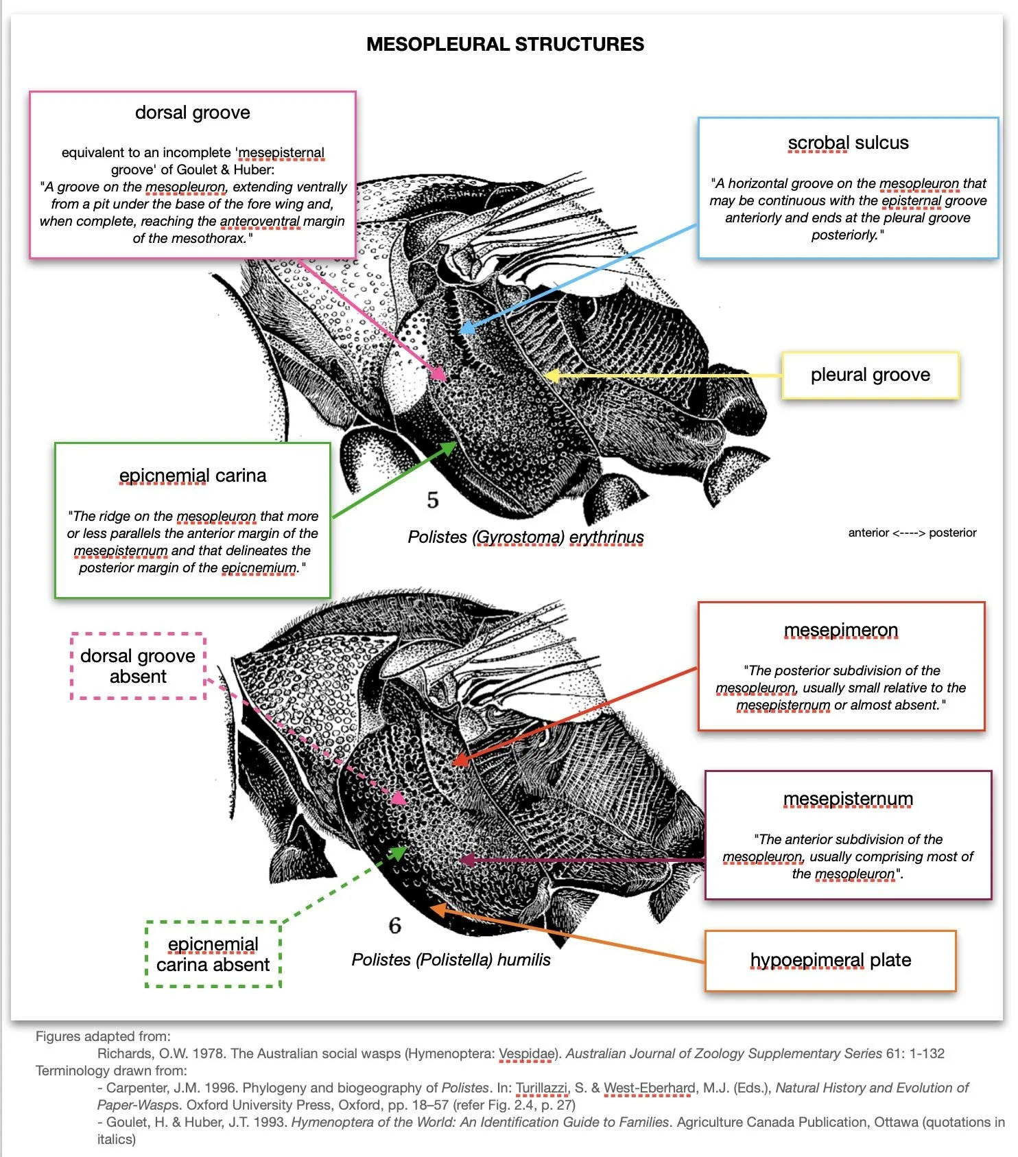 For reference: the various regions, ridges and grooves of the mesopleura in Polistes . In particular, note the location of the epicnemial carina and the dorsal groove. There presence or absence is a key to the subfamilies. Note too the location