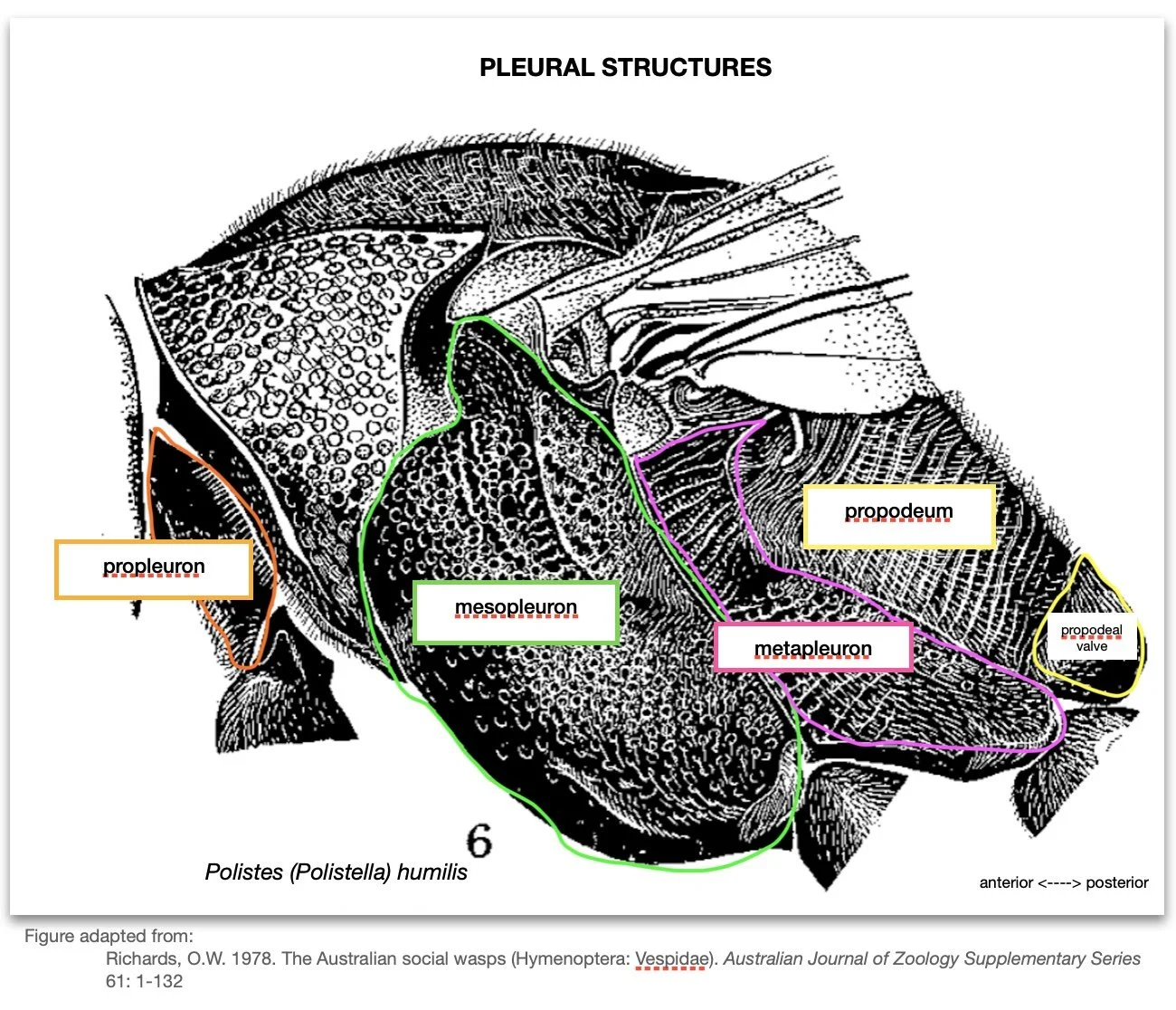For reference: the location and extent of each of the major lateral structures of Polistes .