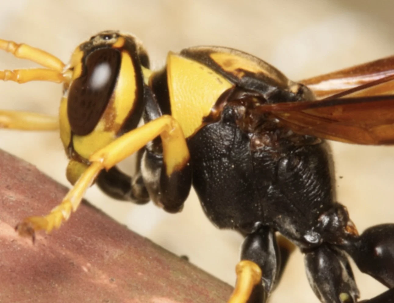 Dorsal groove and epicnemial carina of mesepisternum evident = subgenus Gyrostoma. Mesopleuron entirely black = typical of Polistes tepidus . Image courtesy of Nigel Main, iNaturalist observation https://inaturalist.ala.org.au/observations/14
