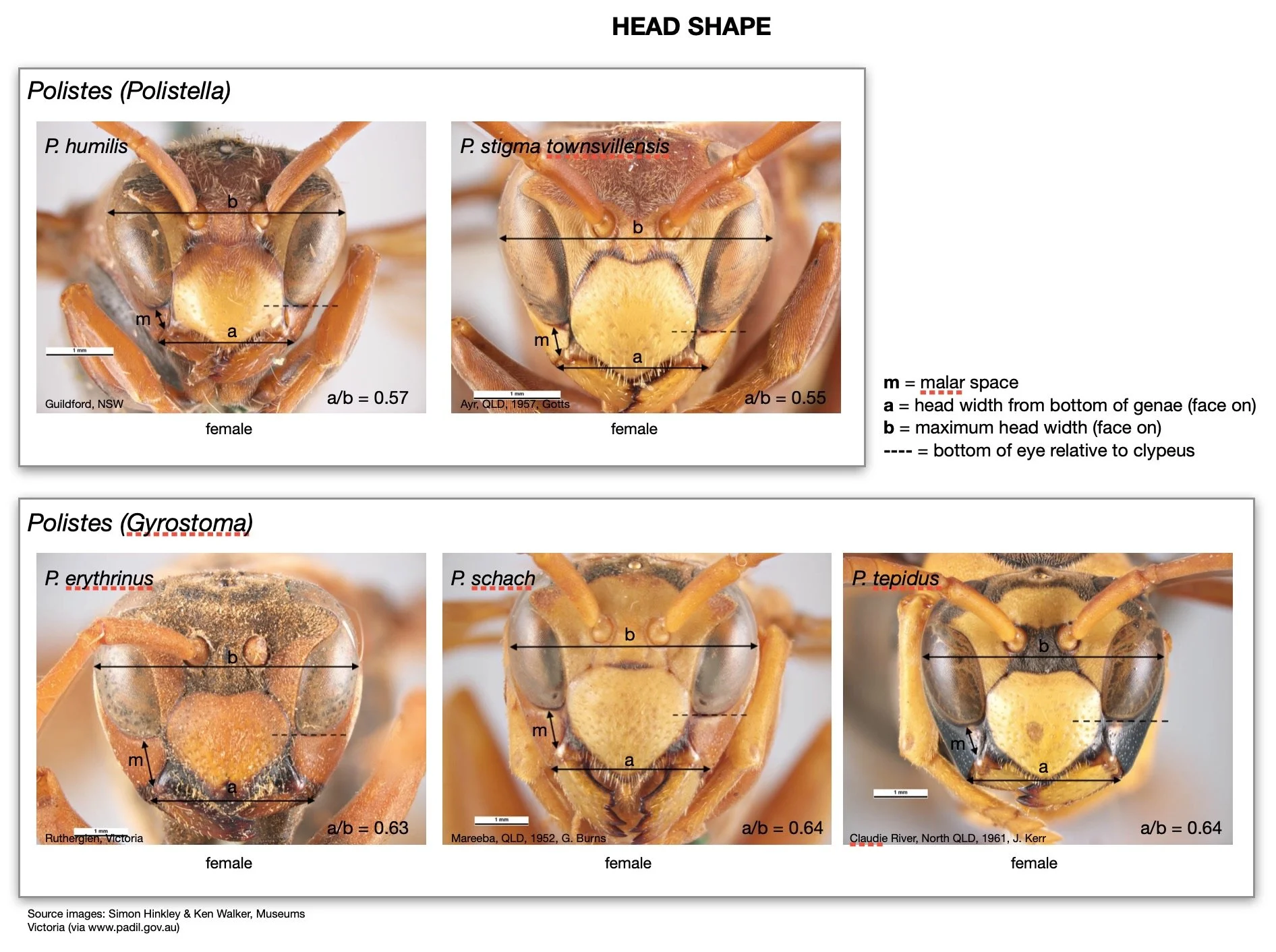 Comparison of head shape for the five candidate species of Polistes , with an emphasis on differences between subgenera. The eyes of Polistella species are relatively large, extending beyond the midpoint of the clypeus. The malar space is theref
