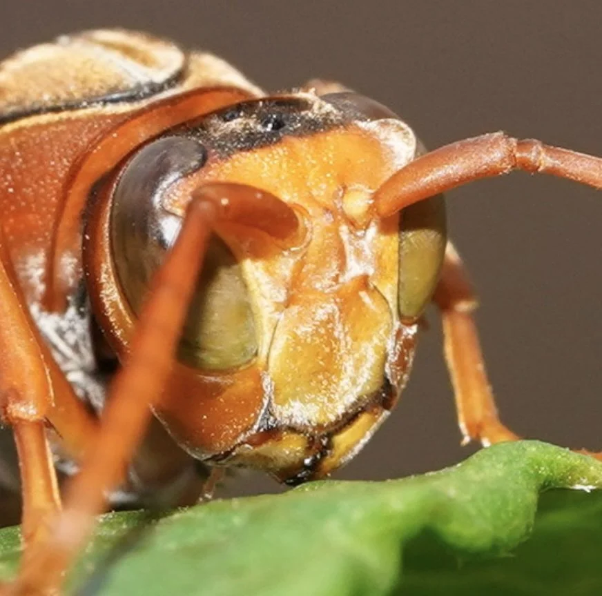 Malar space relatively long, eye not reaching midpoint of clypeus = subgenus Gyrostoma . Note also, the eye is distinctly separated from the clypeus = a feature of P. erythrinus . Image courtesy of Reiner Richter, iNaturalist observation htt
