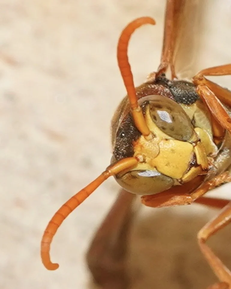 Very short malar space, eyes extending beyond midpoint of clypeus, head triangular from this perspective = subgenus Polistella . Note that the triangular shape of the head is even more pronounced in males of this species than it is in females. I