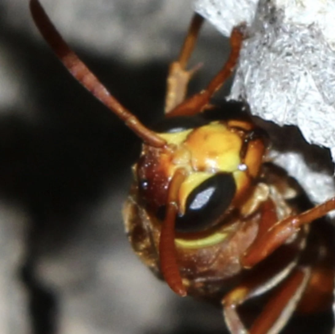 Eye extends beyond midpoint of clypeus = subgenus Polistella . Image courtesy of Lachlan Copeland, iNaturalist observation https://inaturalist.ala.org.au/observations/199046035