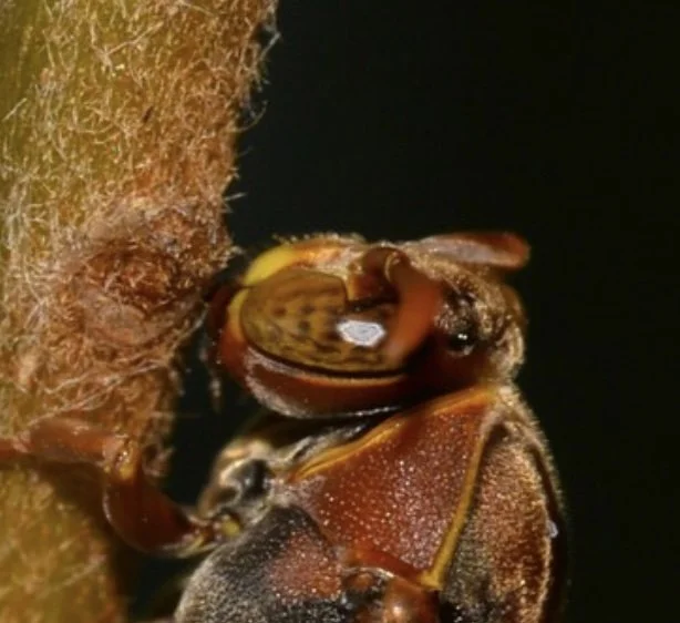 From this angle it’s difficult to make a call on the eye-clypeus relationship. However, the narrow genae and vertex point are consistent with subgenus Polistella . Image courtesy of Nick Lambert, iNaturalist observation https://inaturalist.ala