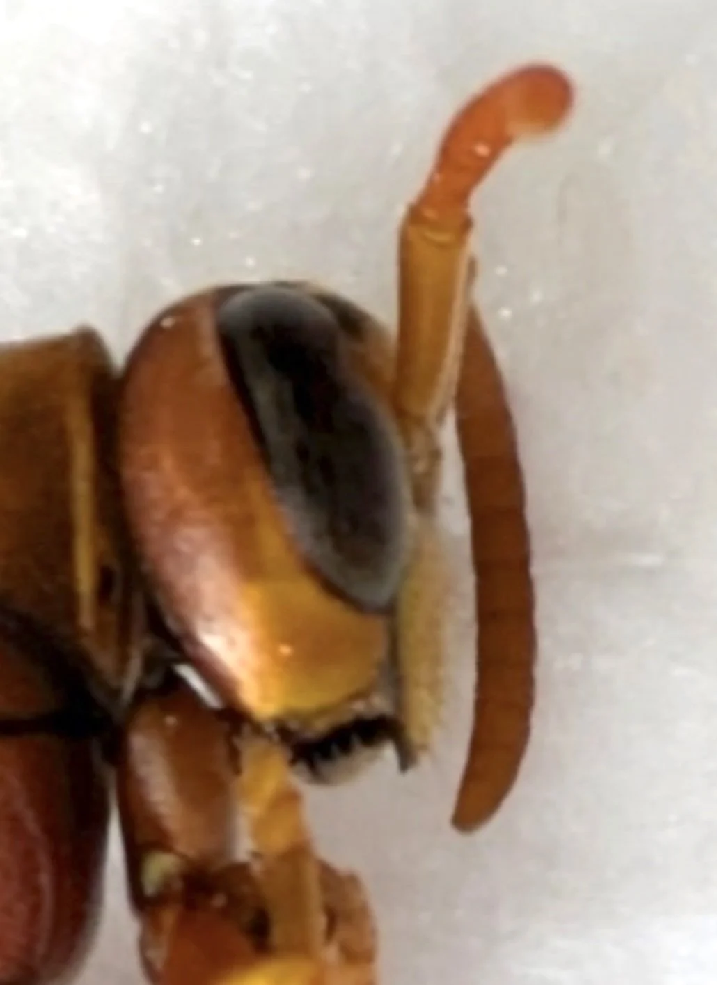The eye does not reach the midpoint of the clypeus, and the genae are relatively wide = subgenus Gyrostoma . Image courtesy of Kent Walker, iNaturalist observation https://inaturalist.ala.org.au/observations/253254052