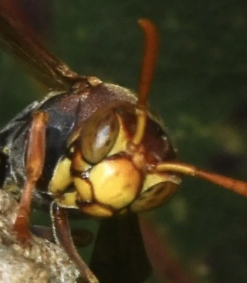 Eye extends well beyond midpoint of clypeus, and head quite strongly triangular = subgenus Polistella . Image courtesy of Nicholas John Fisher, iNaturalist observation https://inaturalist.ala.org.au/observations/315413841