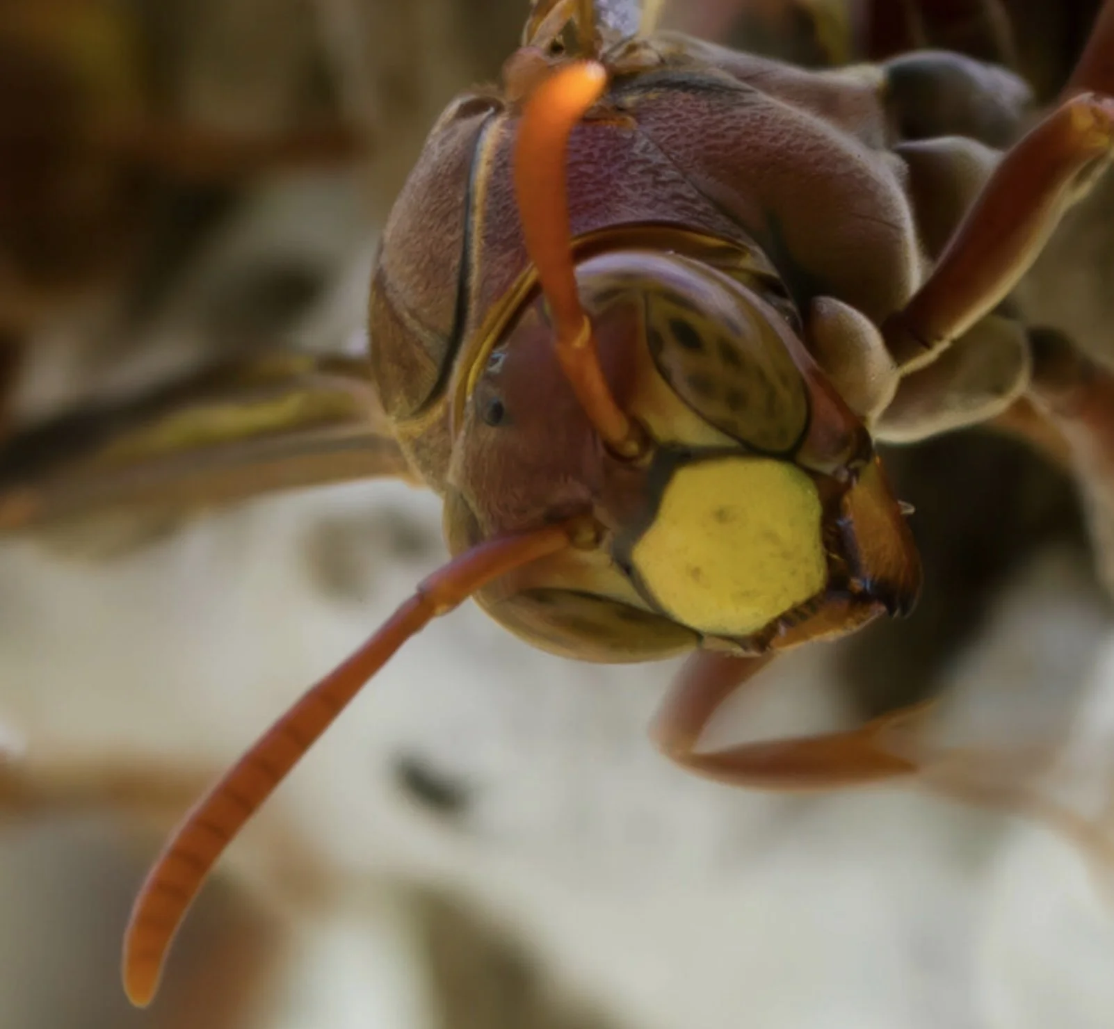Eye extends beyond midpoint of clypeus = subgenus Polistella . Image courtesy of Norm Farmer, iNaturalist observation https://inaturalist.ala.org.au/observations/265035209