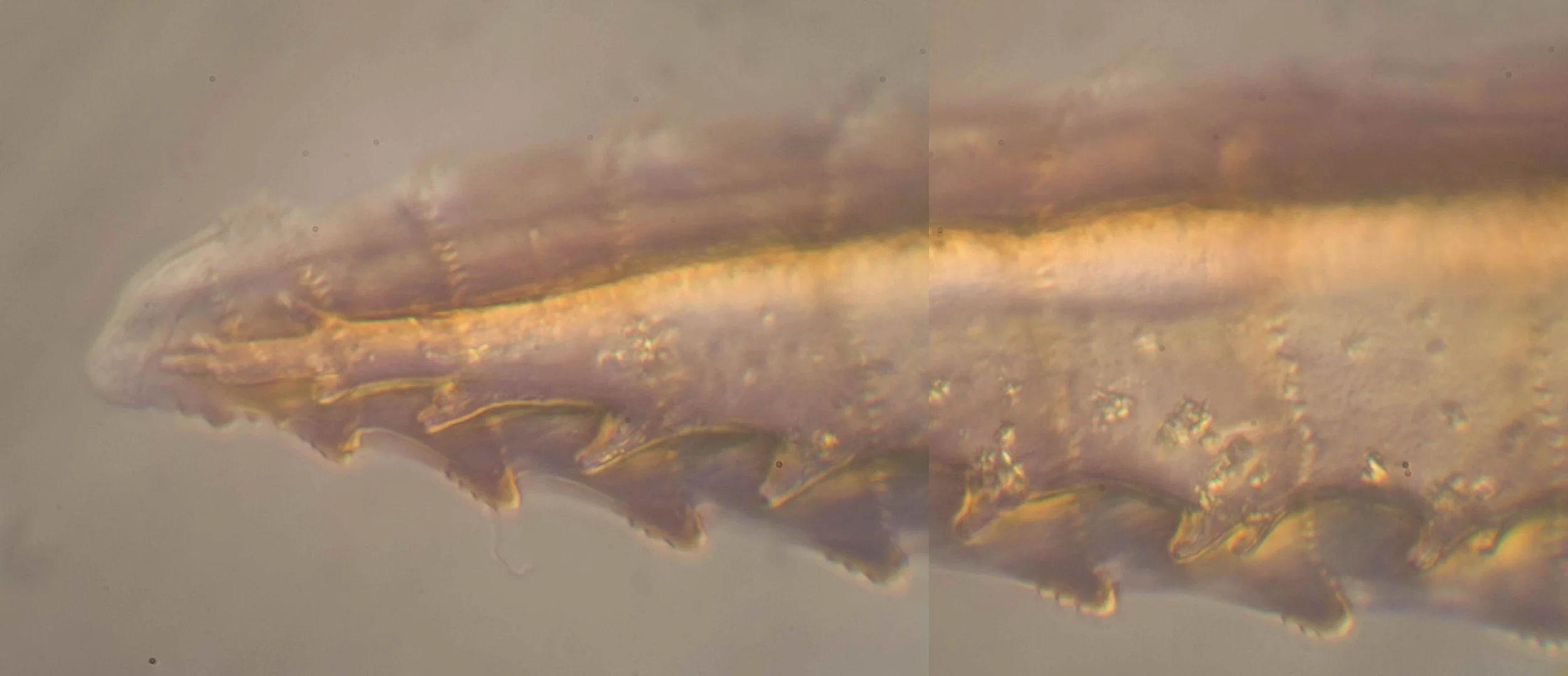 enlarged view of end of saw (lancet or first valvula) showing teeth 1-6, each with 3 small serrulae (denticulations) Malagon-Aldana et al (2021) state that in the Trichorhachus sp. ovipositor examined (Fig. 27A,B) serrulae were absent.