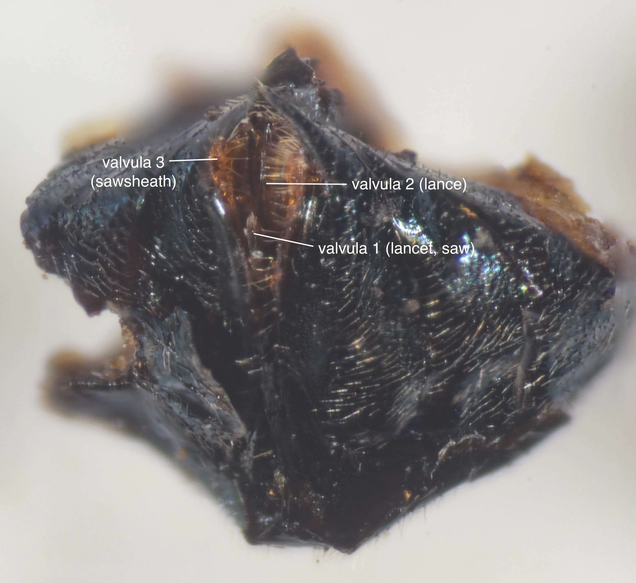 posterior view of end of abdomen showing ovipositor structures