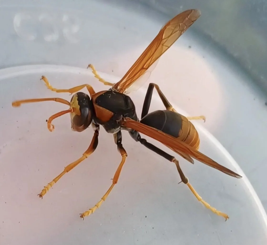 Polistes tepidus tepidus
