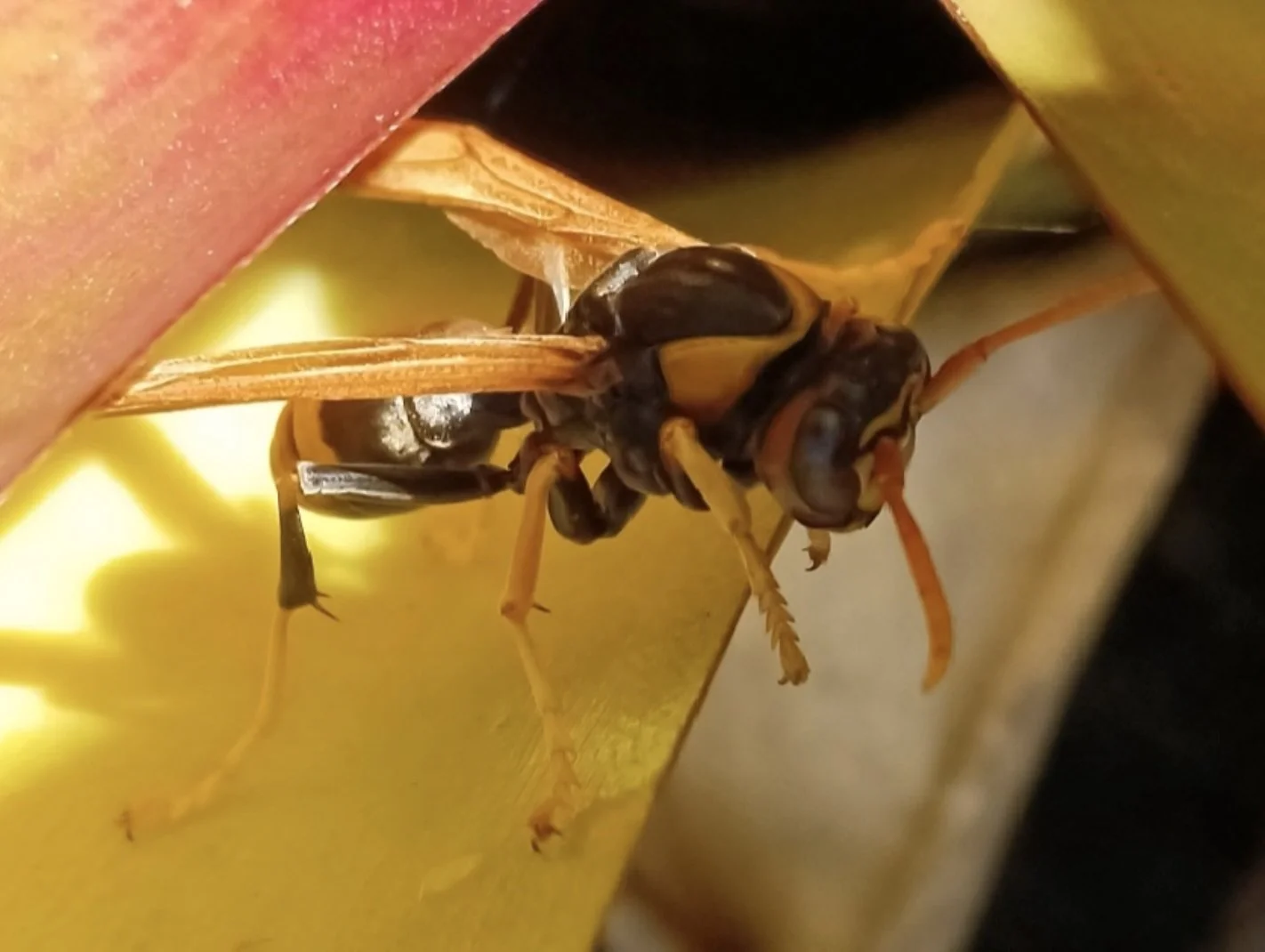 Polistes tepidus tepidus