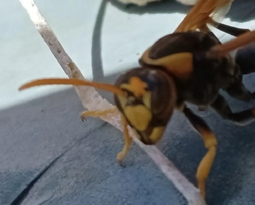 Bottom of eye is well above the midpoint of the clypeus = subgenus Gyrostoma . Image courtesy of Nells Gross https://inaturalist.ala.org.au/observations/190482787
