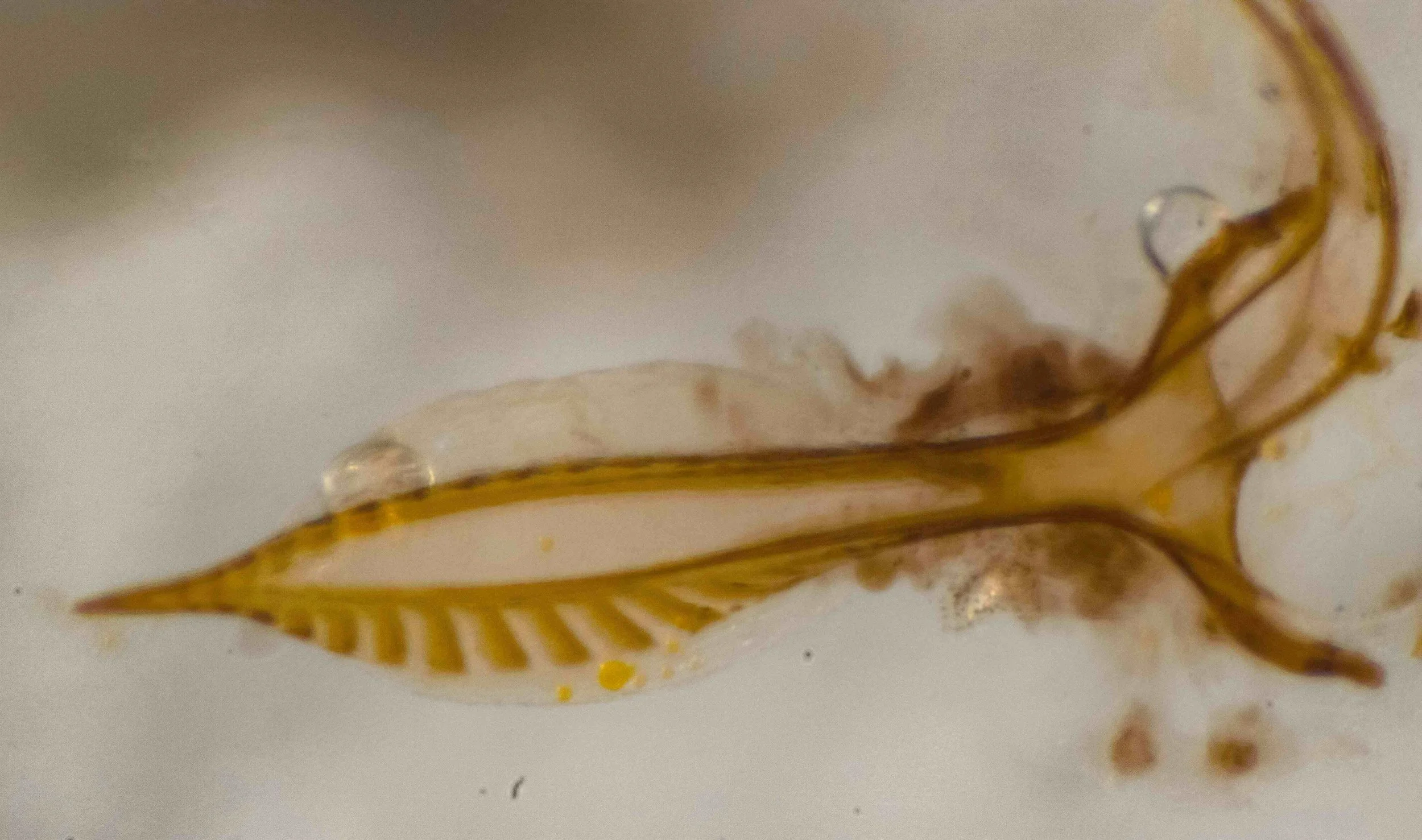 lance (second valvula) dissected from body