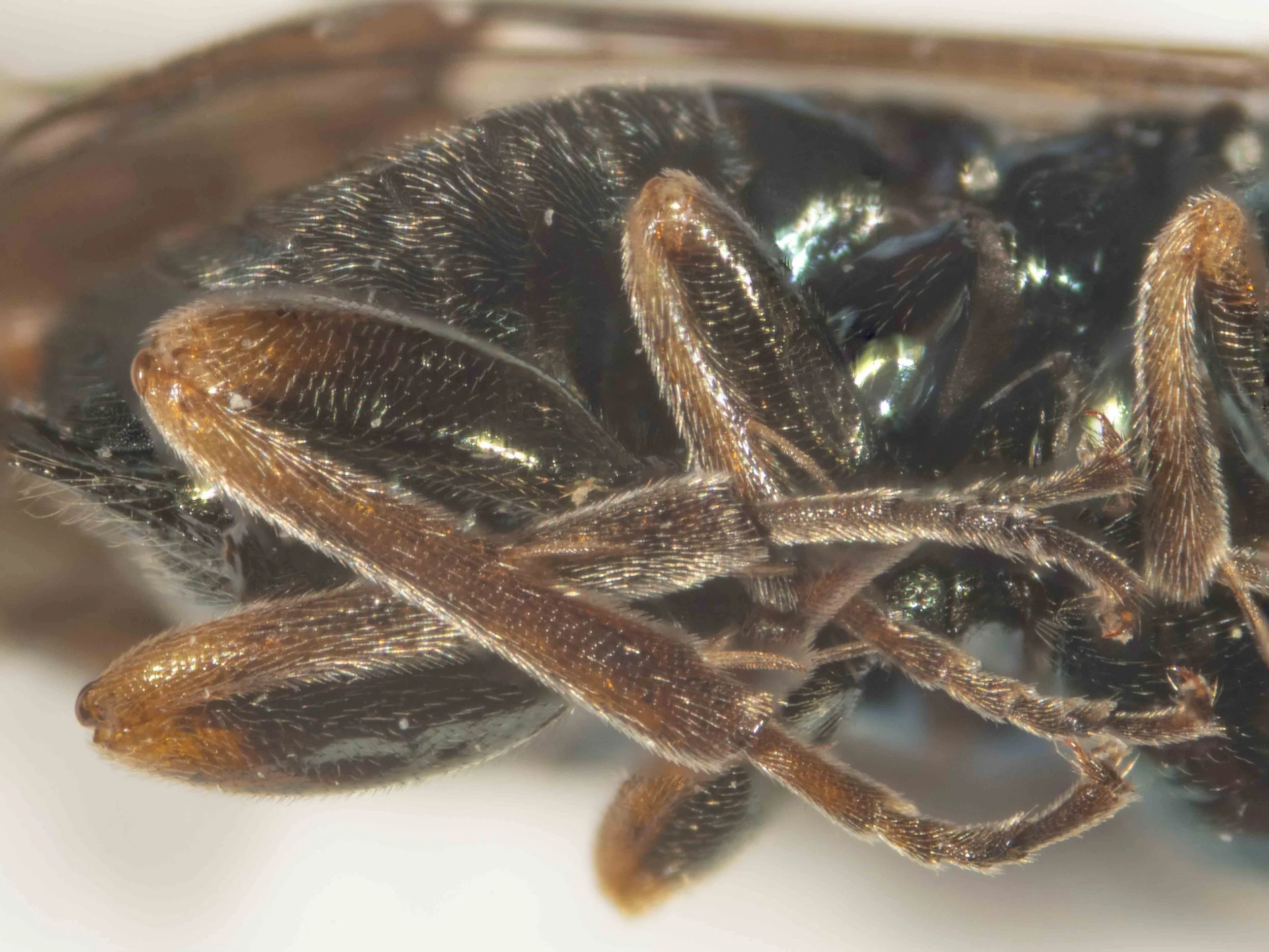 ventral view of body mesopleura, mesosternum and venter shiny metallic blue, unpunctured coxae and femora of all legs shiny metallic blue, distal tip of fore femur orange; tibiae and tarsi of all legs orange with distal tips of tarsal segments bl