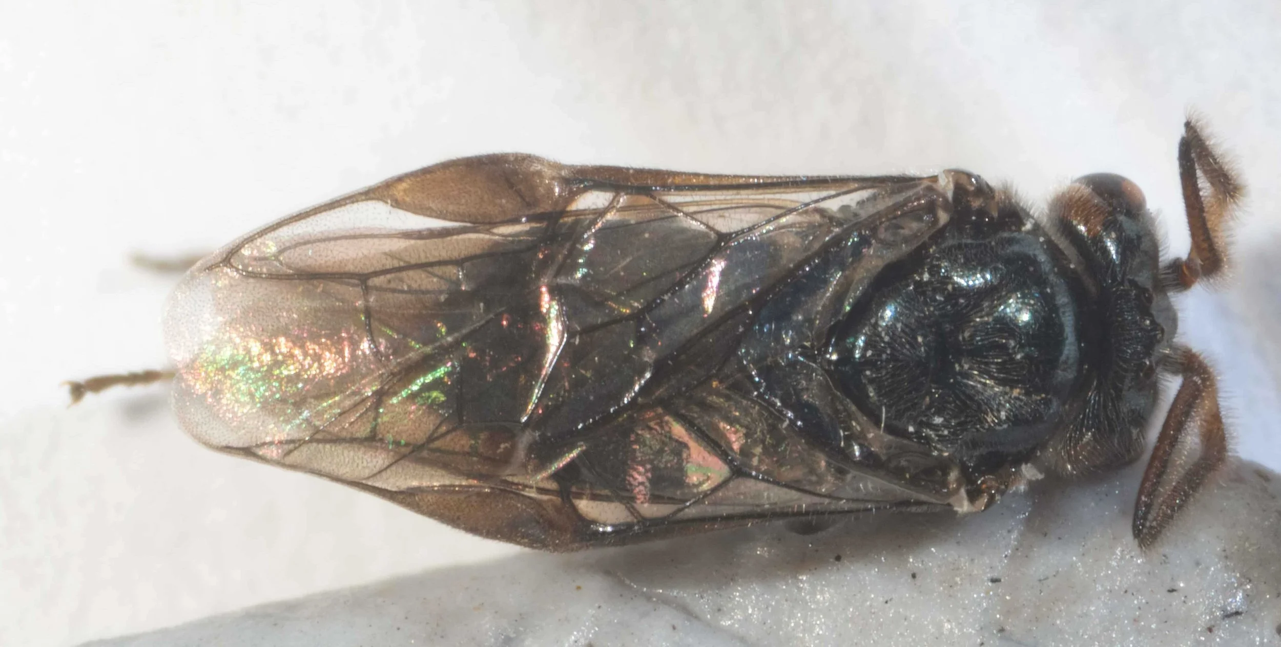 distance between hind ocelli much greater than distance between ocellus and back of head vertex black, genae orange mesoscutum, scutellum bright metallic blue, unpunctured fore wings hyaline, stigma brown, venation dark brown