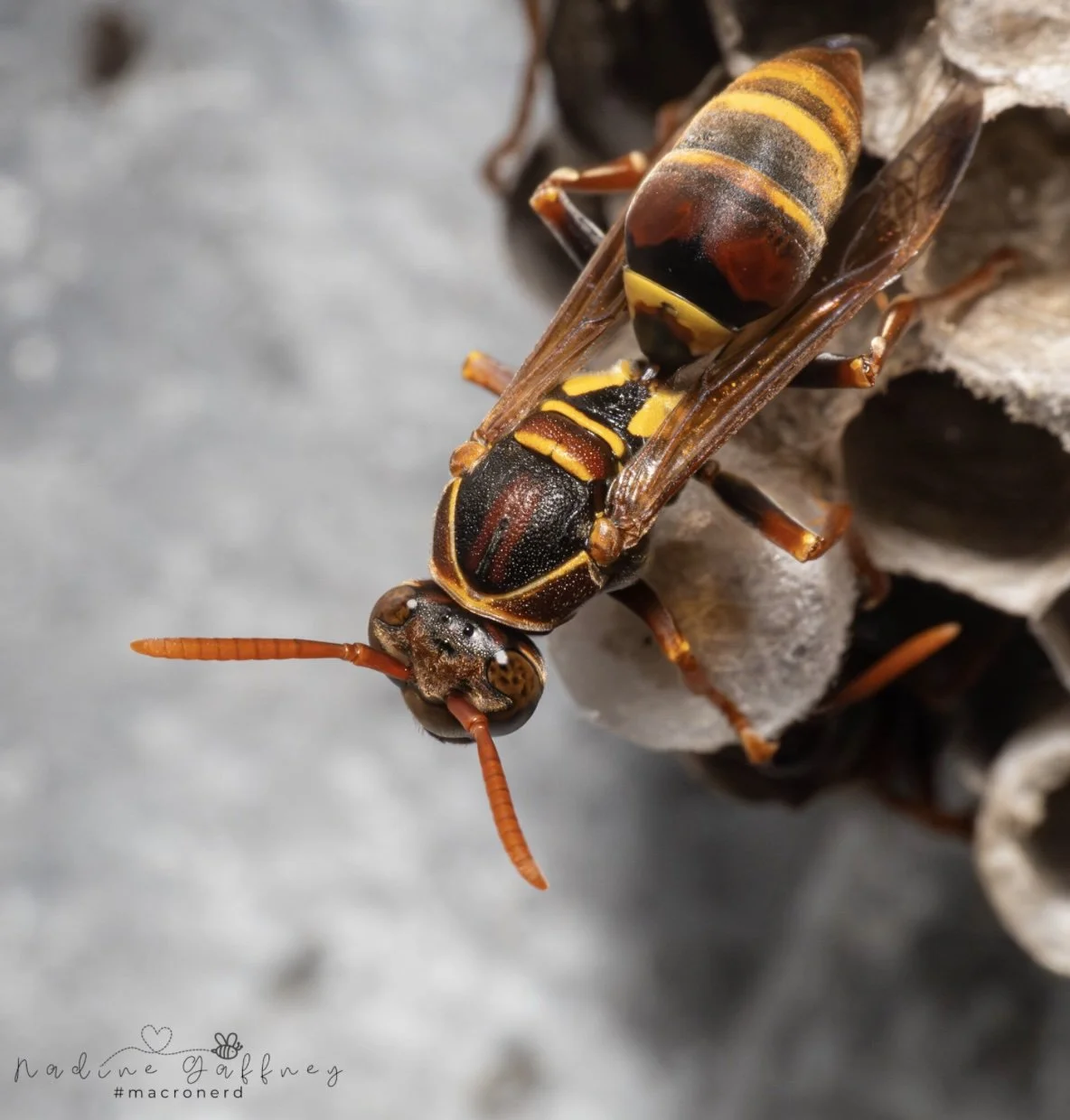 Polistes humilis