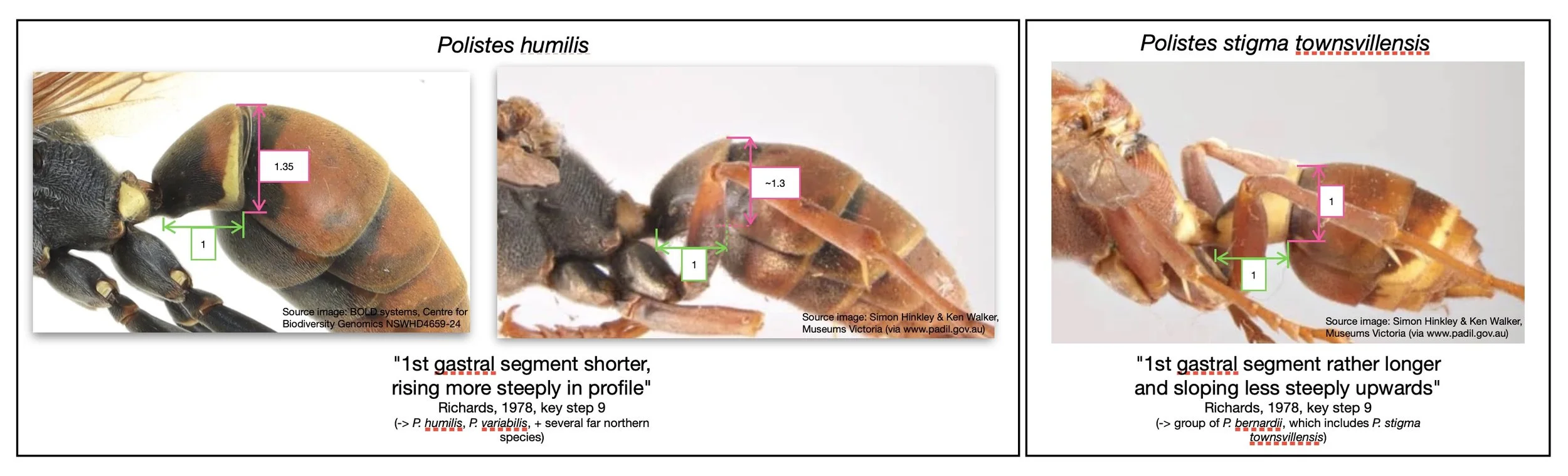 One of the features separating P. humilis from P. stigmatownsvillensis in Richards’ (1978) key to the adults of Australian species of Polistes is the shape of the first gastral segment. The distinction is relatively subtle, but in full latera