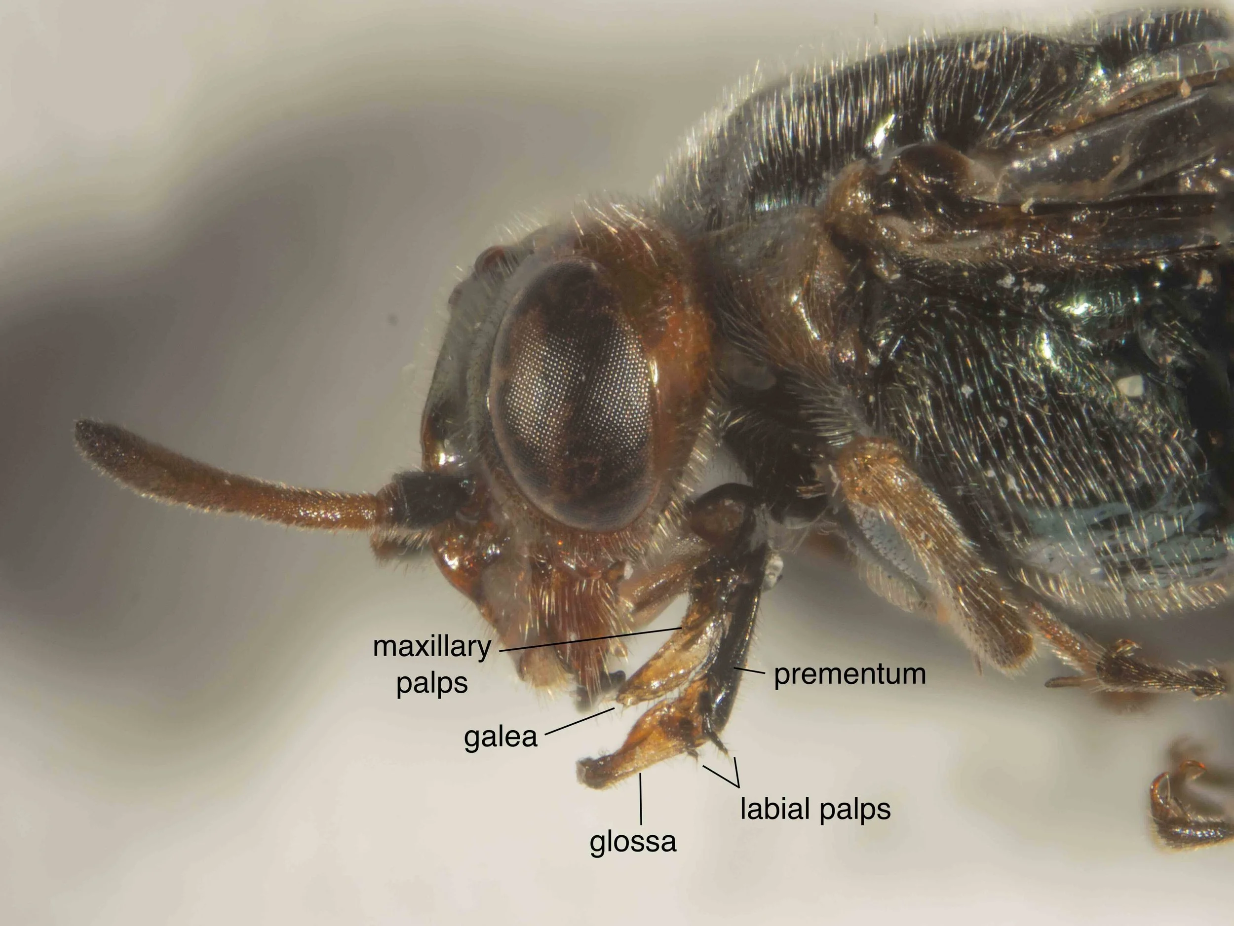 parts of proboscis shown: - glossa (tongue), labial palps and prementum parts of labium; glossa shorter than prementum, much shorter than length of eye - galea and maxillary palps parts of maxilla antennal flagellum slightly narrower than scape