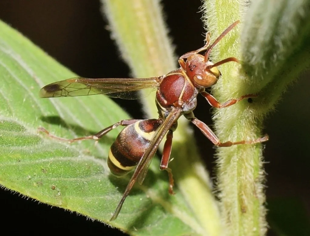 Polistes stigma townsvillensis