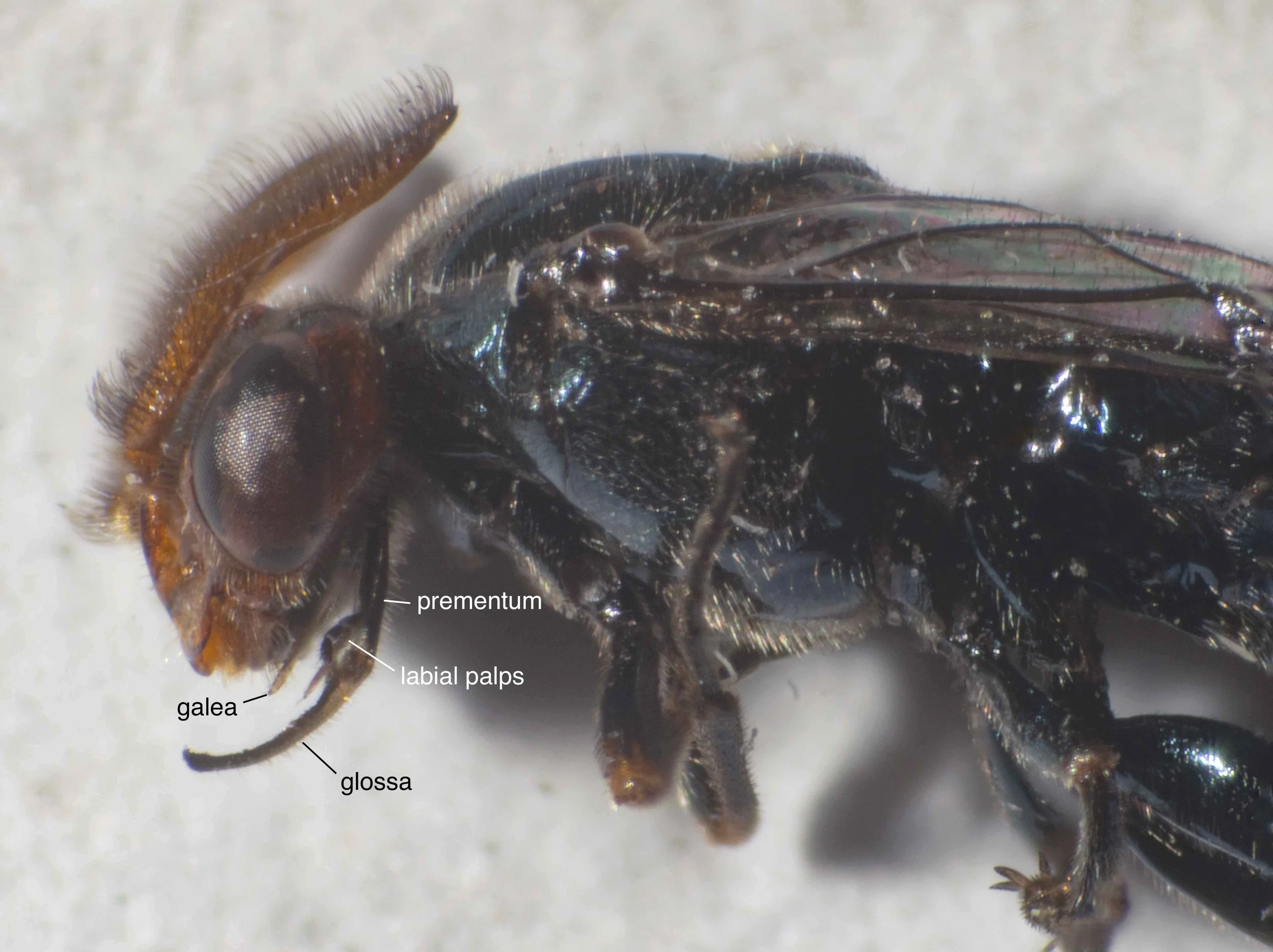 parts of proboscis shown: - glossa (tongue), labial palps and prementum parts of labium; glossa longer than prementum, almost same length as eye - galea, most distal part of maxilla