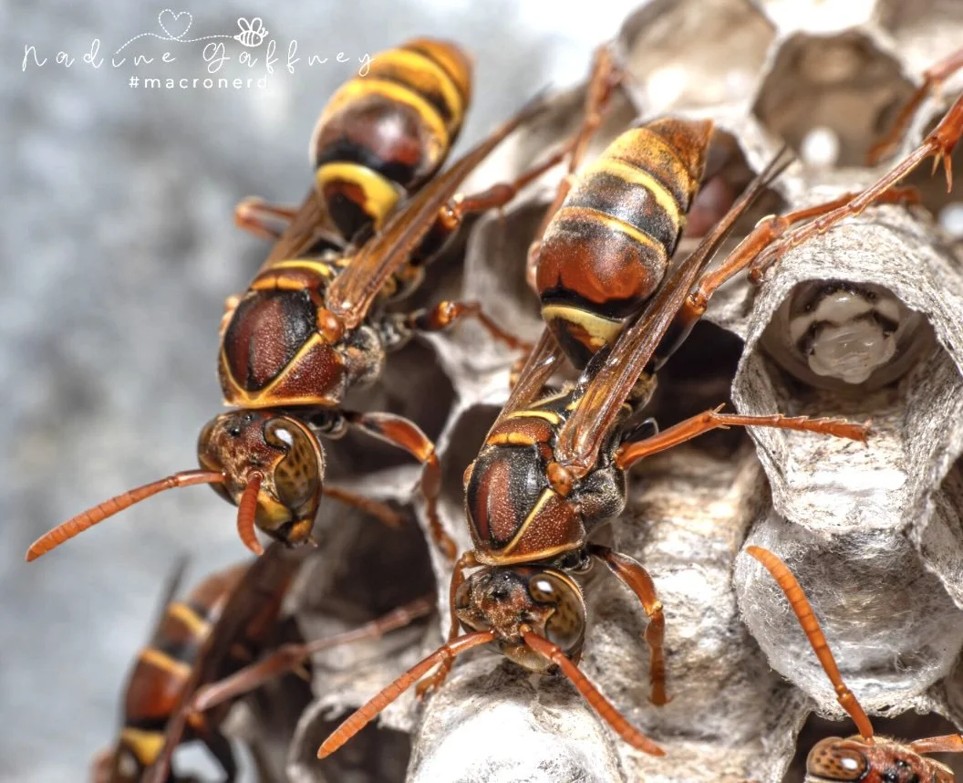 Polistes humilis synoecus