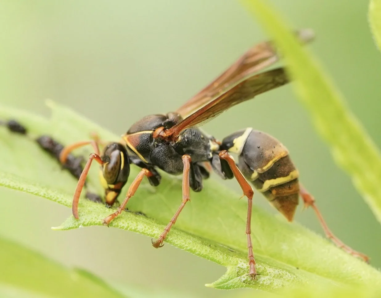 Polistes humilis humilis