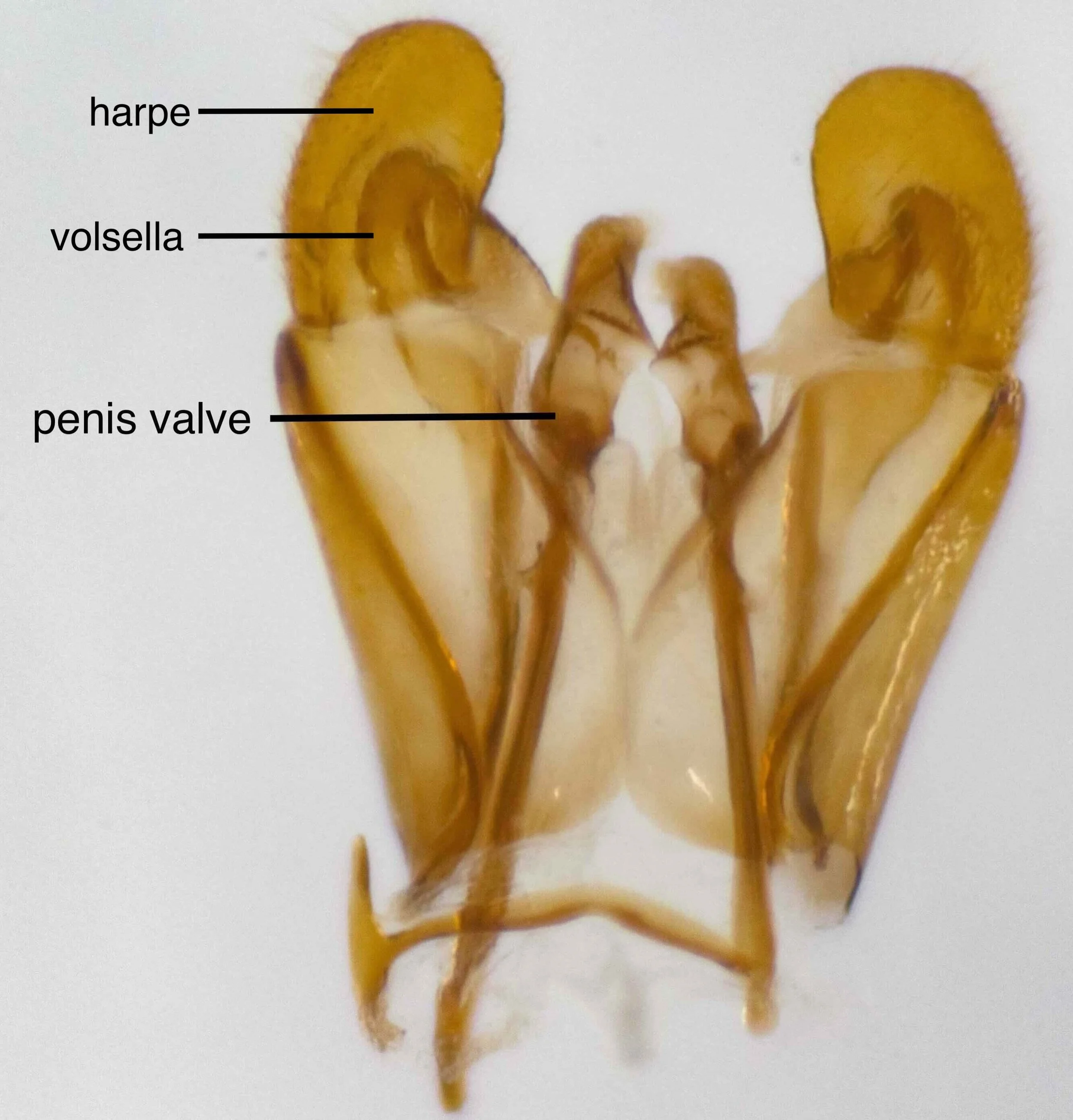 genitalia dissected from male - close match to drawing of penis valve of T. hyalinus (Fig. 4) in Benson (1938)