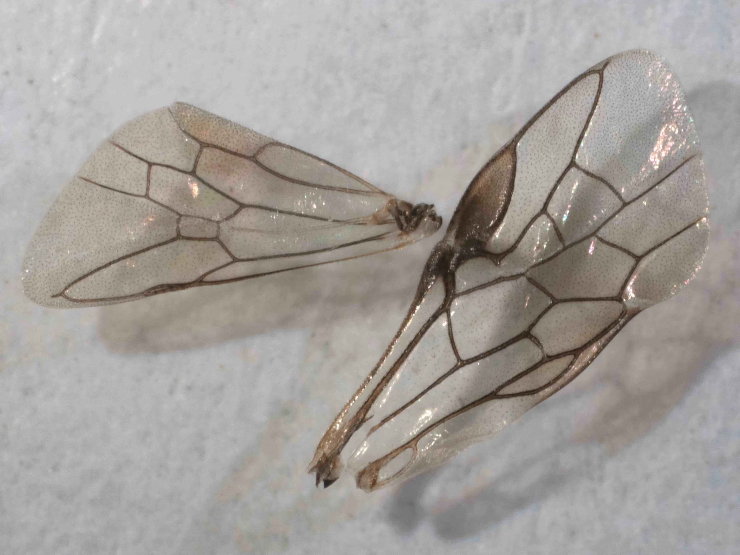 LH fore and hind wings removed; hyaline, costa, stigma, venation dark brown; subapical cell prominent